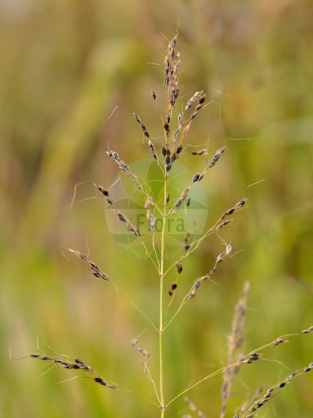 Foto von Sorghum halepense (Wilde Mohrenhirse - Johnson-grass). Das Foto wurde in Mainz, Rheinland-Pfalz, Deutschland aufgenommen. ---- Photo of Sorghum halepense (Wilde Mohrenhirse - Johnson-grass). The picture was taken in Mainz, Rhineland-Palatinate, Germany.(Sorghum halepense,Wilde Mohrenhirse,Johnson-grass,Andropogon halepensis,Holcus halepense,Milium halepense,Sorghum halepense,Wilde Mohrenhirse,Aleppohirse,Aleppo-Mohrenhirse,Johnson-grass,Aleppo Grass,Cuba Grass,Sorghum,Mohrenhirse,Sorghum,Poaceae,Süßgräser,Grass family)