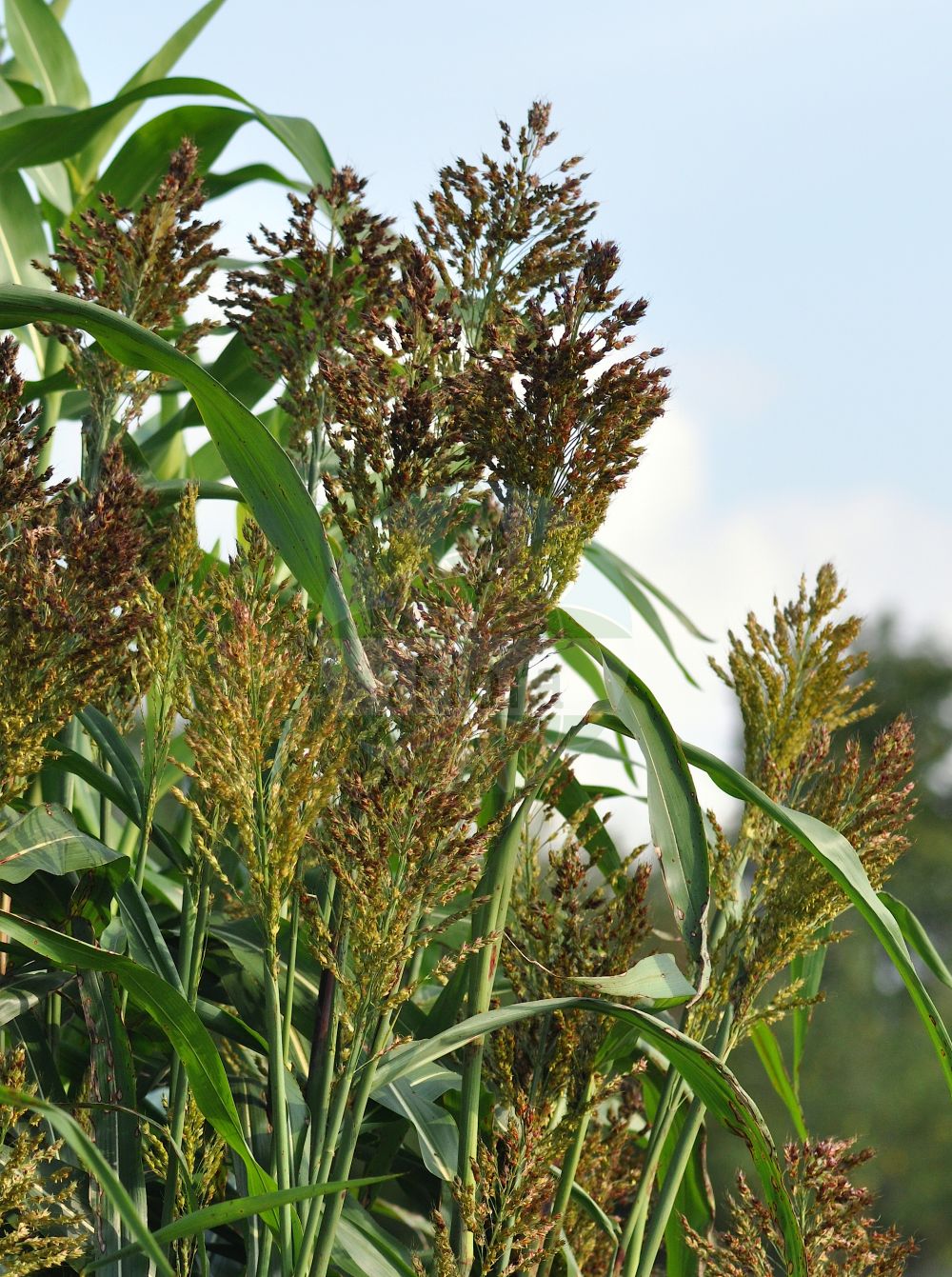 Foto von Sorghum bicolor (Gewöhnliche Mohrenhirse - Great Millet). Das Foto wurde in Bayreuth, Bayern, Deutschland aufgenommen. ---- Photo of Sorghum bicolor (Gewöhnliche Mohrenhirse - Great Millet). The picture was taken in Bayreuth, Bavaria, Germany.(Sorghum bicolor,Gewöhnliche Mohrenhirse,Great Millet,Andropogon sorghum,Holcus bicolor,Holcus sorghum,Sorghum bicolor,Sorghum campanum,Sorghum vulgare subsp. bicolor,Gewoehnliche Mohrenhirse,Durra,Great Millet,Beer Sorghum,Common Sorghum,Giant Millet,Grain Sorghum,Guinea Corn,Millet,Sorgho,Sorghum,Mohrenhirse,Sorghum,Poaceae,Süßgräser,Grass family)