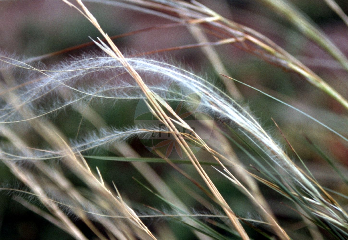 Foto von Stipa pennata (Echtes Federgras - Feathergrass). ---- Photo of Stipa pennata (Echtes Federgras - Feathergrass).(Stipa pennata,Echtes Federgras,Feathergrass,Stipa disjuncta,Stipa pennata,Echtes Federgras,Feathergrass,Stipa,Federgras,Needlegrass,Poaceae,Süßgräser,Grass family)
