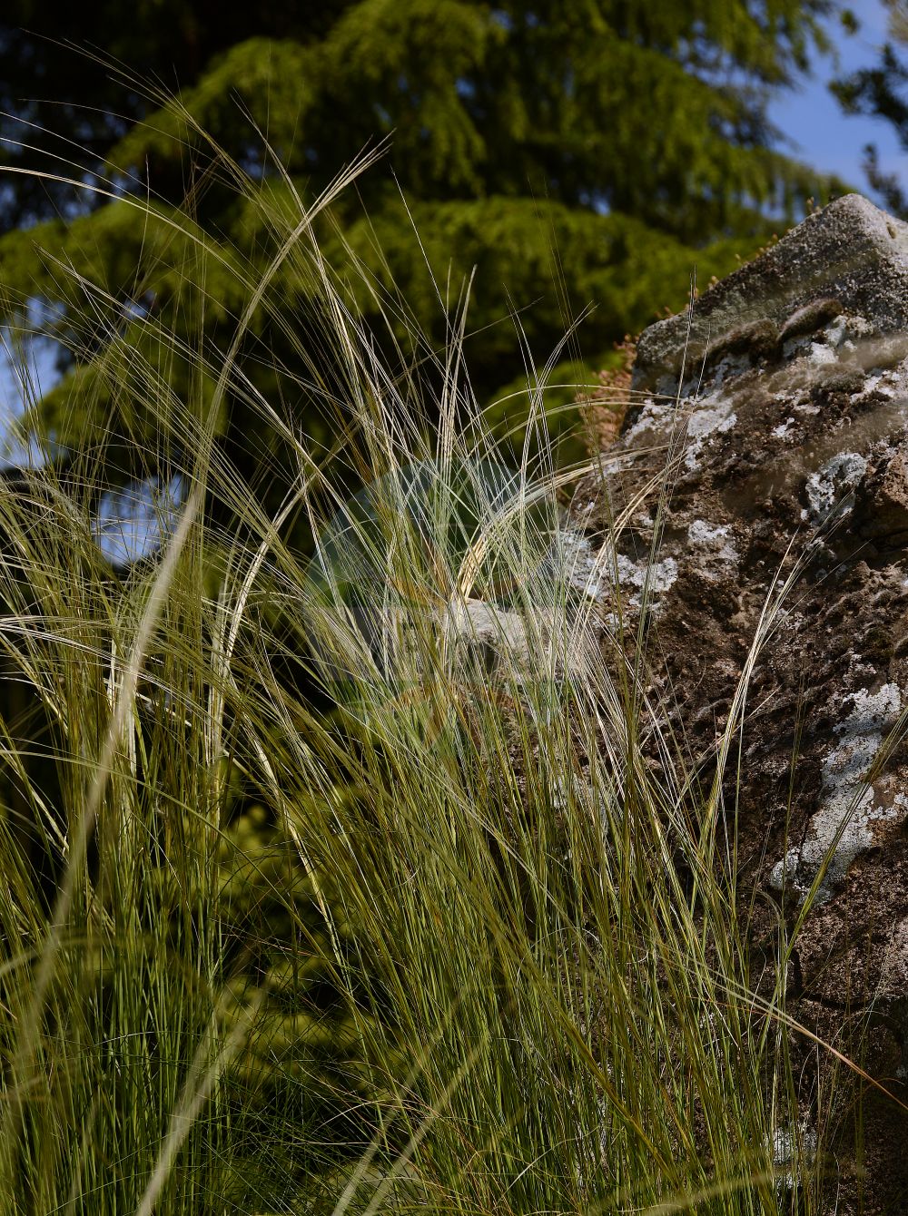 Foto von Stipa eriocaulis (Zierliches Federgras - Feather Grass). Das Foto wurde in Lyon, Auvergne-Rhône-Alpes, Frankreich aufgenommen. ---- Photo of Stipa eriocaulis (Zierliches Federgras - Feather Grass). The picture was taken in Lyon, Auvergne-Rhône-Alpes, France.(Stipa eriocaulis,Zierliches Federgras,Feather Grass,Stipa eriocaulis,Stipa gallica,Stipa pulcherrima subsp. gallica,Zierliches Federgras,Österreichisches Zierliches Federgras,Suedalpines Zierliches Federgras,Feather Grass,Stipa,Federgras,Needlegrass,Poaceae,Süßgräser,Grass family)