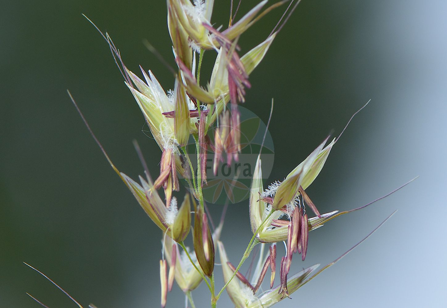 Foto von Arrhenatherum elatius (Gewöhnlicher Glatthafer - False Oat-grass). Das Foto wurde in Hessen, Deutschland, Oberrheinisches Tiefland und Rhein-Main-Ebene, Untermainebene aufgenommen. ---- Photo of Arrhenatherum elatius (Gewöhnlicher Glatthafer - False Oat-grass). The picture was taken in Hesse, Germany, Oberrheinisches Tiefland and Rhein-Main-Ebene, Untermainebene.(Arrhenatherum elatius,Gewöhnlicher Glatthafer,False Oat-grass,Arrhenatherum avenaceum,Arrhenatherum biaristatum,Arrhenatherum elatius,Avena elata,Avena elatior,Holcus avenaceus,Gewoehnlicher Glatthafer,Franzoesisches Raygras,Franzoesisches Weidelgras,Knolliger Glatthafer,False Oat-grass,False Oat,Ribbon Grass,Tall Oatgrass,Arrhenatherum,Glatthafer,Oatgrass,Poaceae,Süßgräser,Grass family)