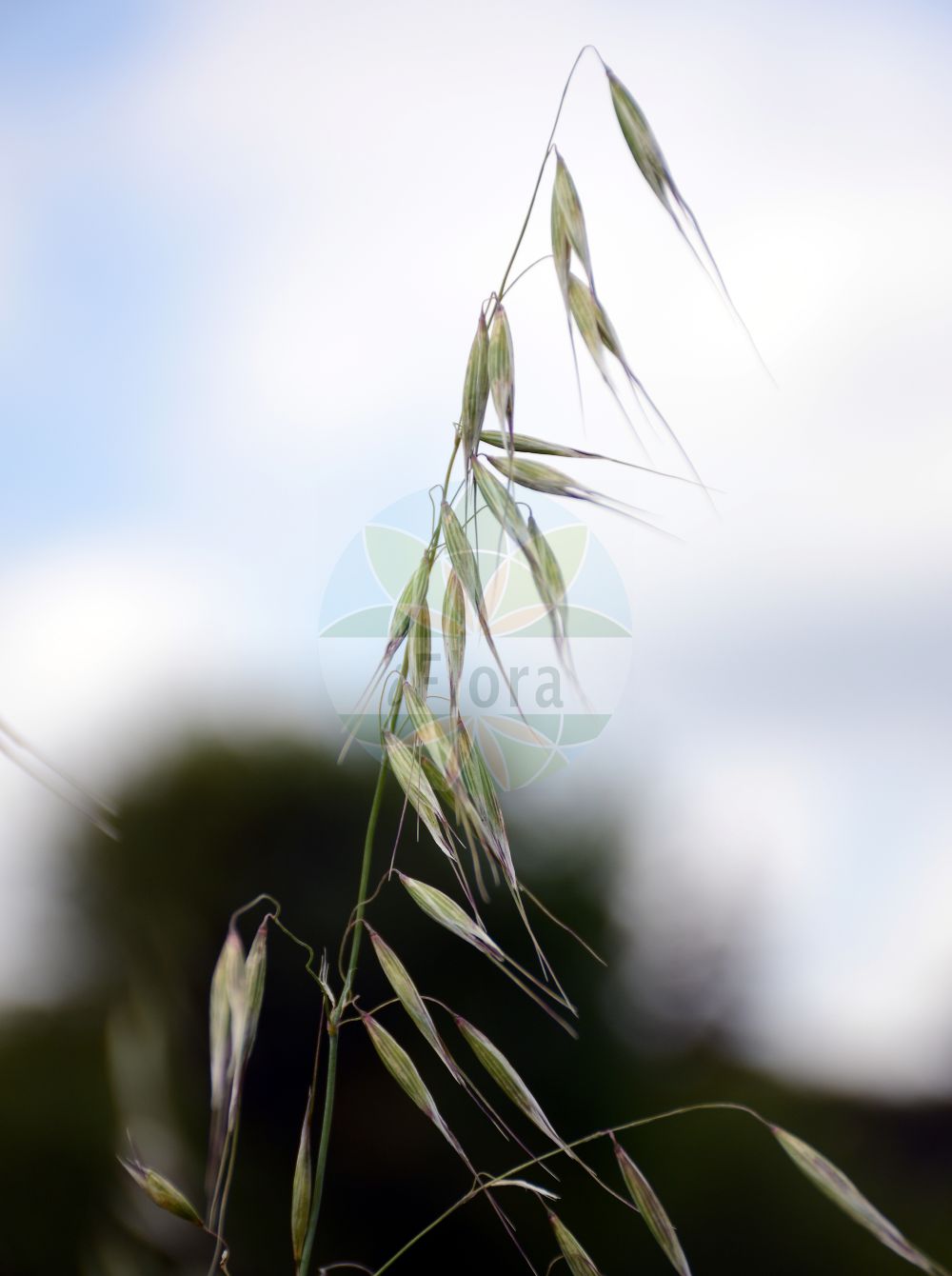 Foto von Avena strigosa (Sand-Hafer - Bristle Oat). Das Foto wurde in Dresden, Sachsen, Deutschland aufgenommen. ---- Photo of Avena strigosa (Sand-Hafer - Bristle Oat). The picture was taken in Dresden, Sachsen, Germany.(Avena strigosa,Sand-Hafer,Bristle Oat,Avena strigosa,Sand-Hafer,Rau-Hafer,Bristle Oat,Black Oat,Lopsided Oat,Lopside Oat,Sand Oat,Small Oat,Avena,Hafer,Oat,Poaceae,Süßgräser,Grass family)