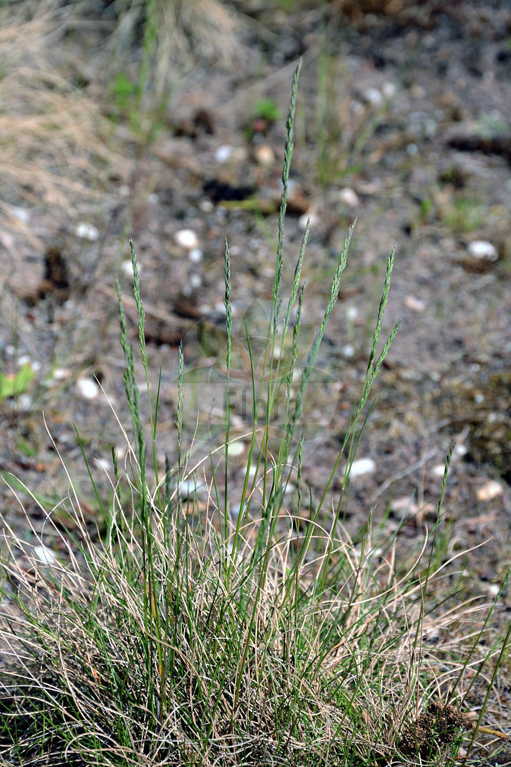 Foto von Festuca ovina subsp. guestfalica (Galmei-Schaf-Schwingel - Westphalian Fescue). Das Foto wurde in Bonn, Nordrhein-Westfalen, Deutschland aufgenommen. ---- Photo of Festuca ovina subsp. guestfalica (Galmei-Schaf-Schwingel - Westphalian Fescue). The picture was taken in Bonn, North Rhine-Westphalia, Germany.(Festuca ovina subsp. guestfalica,Galmei-Schaf-Schwingel,Westphalian Fescue,Festuca ovina subsp. guestfalica,Galmei-Schaf-Schwingel,Harter Schaf-Schwingel,Westfaelischer Schwingel,Westphalian Fescue,Festuca,Schwingel,Fescue,Poaceae,Süßgräser,Grass family)