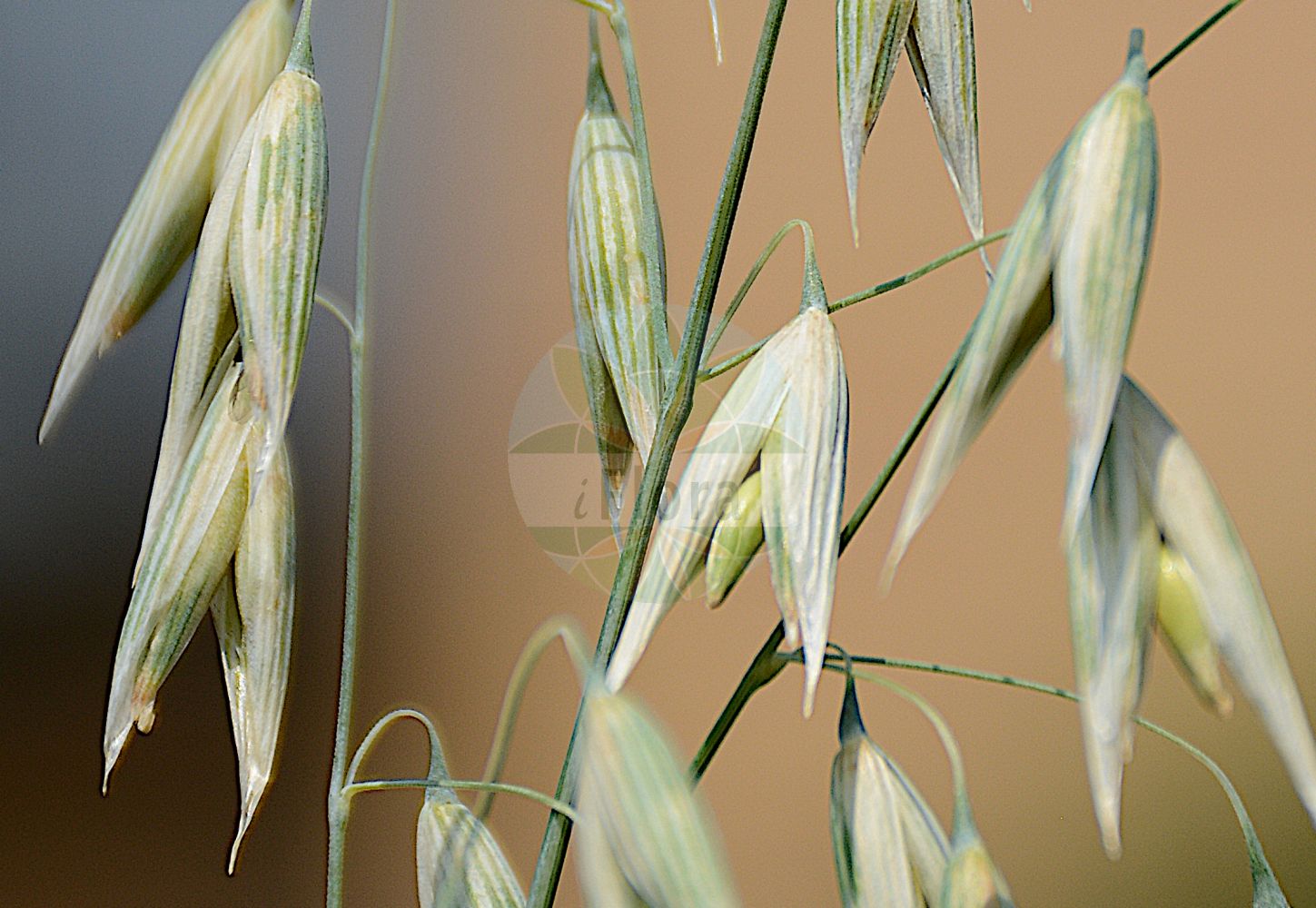 Foto von Avena sativa (Saat-Hafer - Oat). Das Foto wurde in Bonn, Nordrhein-Westfalen, Deutschland aufgenommen. ---- Photo of Avena sativa (Saat-Hafer - Oat). The picture was taken in Bonn, North Rhine-Westphalia, Germany.(Avena sativa,Saat-Hafer,Oat,Avena algeriensis,Avena nodipilosa,Avena orientalis,Avena sativa,Avena sativa var. macrantha,Saat-Hafer,Oat,Common Oat,Cultivated Oat,Avena,Hafer,Oat,Poaceae,Süßgräser,Grass family)