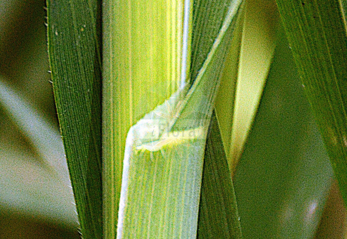 Foto von Avena sativa (Saat-Hafer - Oat). Das Foto wurde in Jardin des Plantes, Paris, Frankreich aufgenommen. ---- Photo of Avena sativa (Saat-Hafer - Oat). The picture was taken in Jardin des Plantes, Paris, France.(Avena sativa,Saat-Hafer,Oat,Avena algeriensis,Avena nodipilosa,Avena orientalis,Avena sativa,Avena sativa var. macrantha,Saat-Hafer,Oat,Common Oat,Cultivated Oat,Avena,Hafer,Oat,Poaceae,Süßgräser,Grass family)