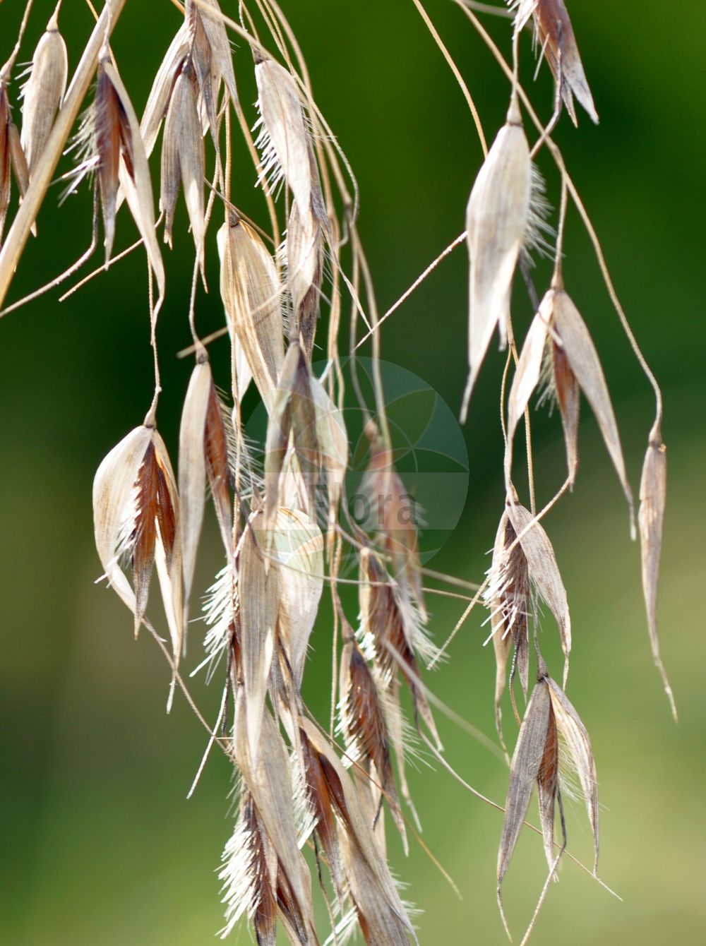 Foto von Avena fatua (Flug-Hafer - Wild-oat). ---- Photo of Avena fatua (Flug-Hafer - Wild-oat).(Avena fatua,Flug-Hafer,Wild-oat,Anelytrum avenaceum,Avena fatua,Avena sativa subsp. fatua,Flug-Hafer,Sommerungs-Flug-Hafer,Wild-oat,Algerian Oat,Common Wild Oat,Spring Oat,Avena,Hafer,Oat,Poaceae,Süßgräser,Grass family)
