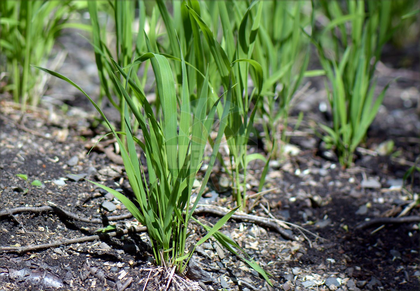 Foto von Brachypodium pinnatum (Fieder-Zwenke - Tor-grass). Das Foto wurde in Oslo, Norwegen aufgenommen. ---- Photo of Brachypodium pinnatum (Fieder-Zwenke - Tor-grass). The picture was taken in Oslo, Norway.(Brachypodium pinnatum,Fieder-Zwenke,Tor-grass,Brachypodium pinnatum,Bromus pinnatus,Fieder-Zwenke,Tor-grass,Heath False-brome,Chalk False Brome,False Japanese Bromegrass,Brachypodium,Zwenke,False Brome,Poaceae,Süßgräser,Grass family)
