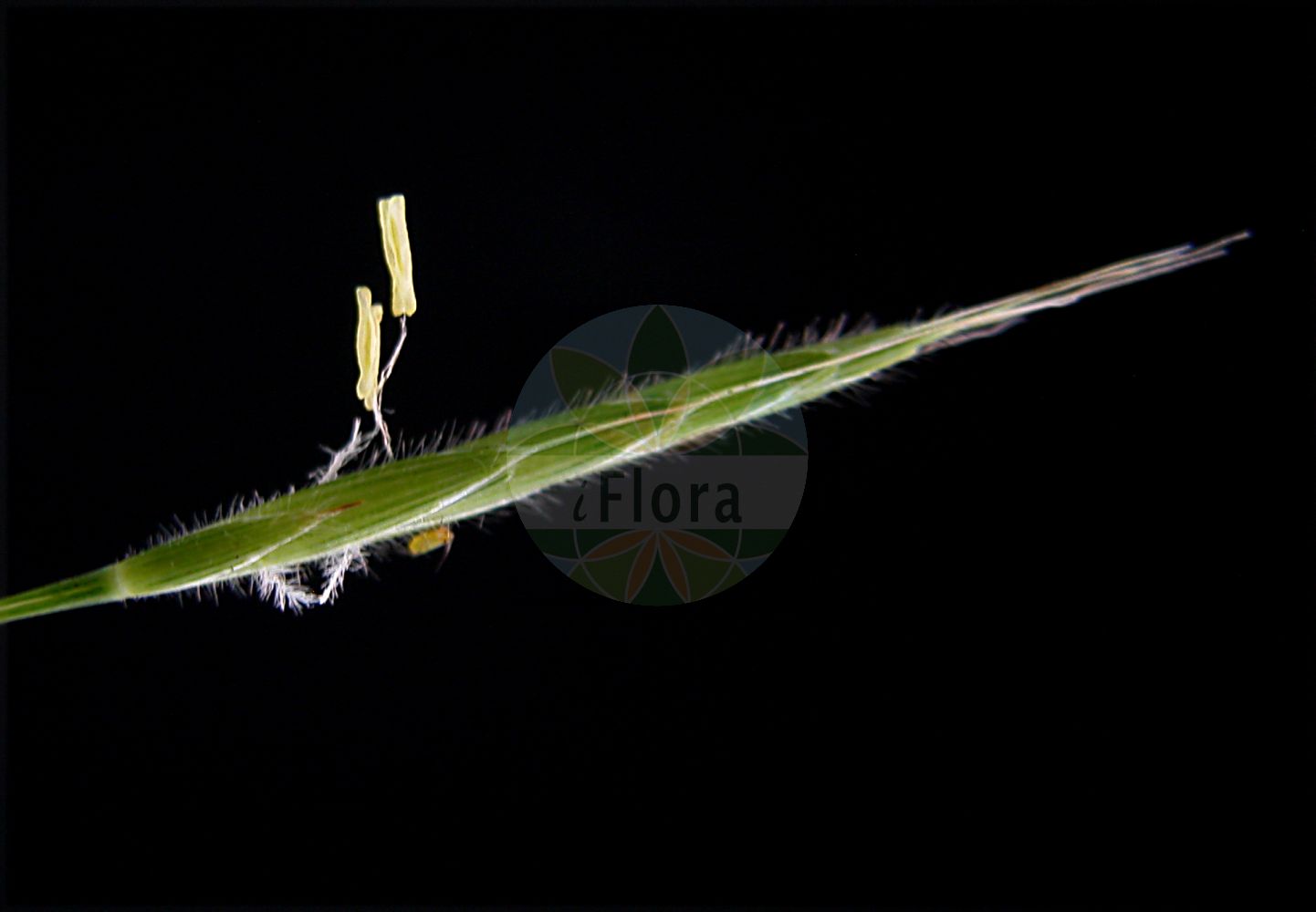 Foto von Brachypodium sylvaticum (Wald-Fiederzwenke - False Brome). ---- Photo of Brachypodium sylvaticum (Wald-Fiederzwenke - False Brome).(Brachypodium sylvaticum,Wald-Fiederzwenke,False Brome,Brachypodium pubescens,Brachypodium sylvaticum,Brevipodium sylvaticum,Wald-Fiederzwenke,False Brome,Perennial False Brome,False Broom,Slender False Brome,Slender Wood False Brome,Wood False Brome,Brachypodium,Zwenke,False Brome,Poaceae,Süßgräser,Grass family)