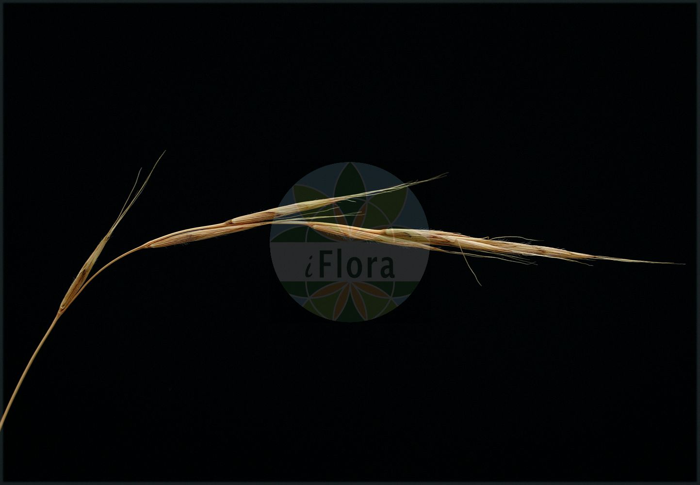 Foto von Brachypodium sylvaticum (Wald-Fiederzwenke - False Brome). ---- Photo of Brachypodium sylvaticum (Wald-Fiederzwenke - False Brome).(Brachypodium sylvaticum,Wald-Fiederzwenke,False Brome,Brachypodium pubescens,Brachypodium sylvaticum,Brevipodium sylvaticum,Wald-Fiederzwenke,False Brome,Perennial False Brome,False Broom,Slender False Brome,Slender Wood False Brome,Wood False Brome,Brachypodium,Zwenke,False Brome,Poaceae,Süßgräser,Grass family)