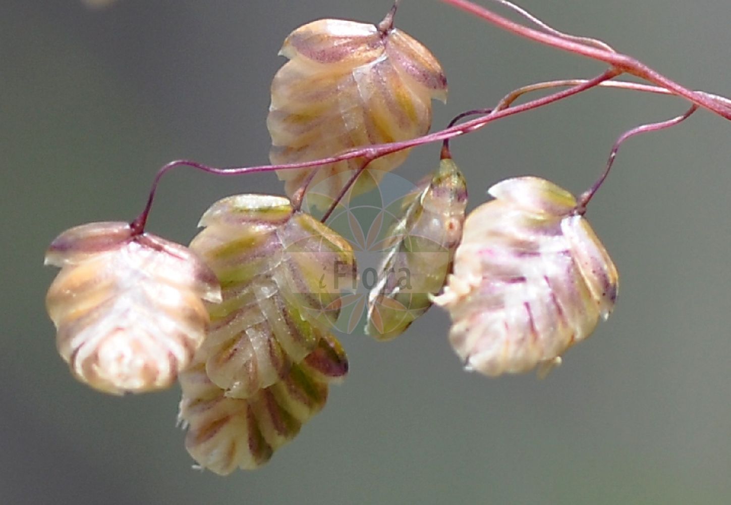 Foto von Briza media (Gewöhnliches Zittergras - Quaking-grass). ---- Photo of Briza media (Gewöhnliches Zittergras - Quaking-grass).(Briza media,Gewöhnliches Zittergras,Quaking-grass,Briza australis,Briza intermedia,Briza media,Gewoehnliches Zittergras,Mittleres Zittergras,Quaking-grass,Common Quaking Grass,Intermediate Quaking Grass,Perennial Quaking Grass,Tottergrass,Briza,Zittergras,Quakinggrass,Poaceae,Süßgräser,Grass family)