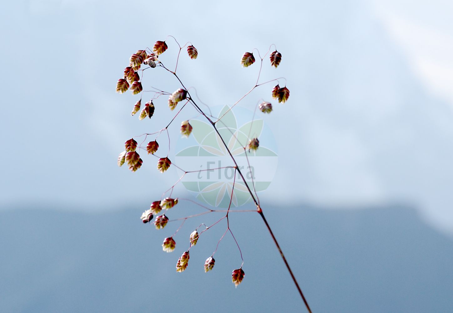 Foto von Briza media (Gewöhnliches Zittergras - Quaking-grass). Das Foto wurde in Schynige Platte, Interlaken, Bern, Schweiz aufgenommen. ---- Photo of Briza media (Gewöhnliches Zittergras - Quaking-grass). The picture was taken in Schynige Platte, Interlaken, Bern, Switzerland.(Briza media,Gewöhnliches Zittergras,Quaking-grass,Briza australis,Briza intermedia,Briza media,Gewoehnliches Zittergras,Mittleres Zittergras,Quaking-grass,Common Quaking Grass,Intermediate Quaking Grass,Perennial Quaking Grass,Tottergrass,Briza,Zittergras,Quakinggrass,Poaceae,Süßgräser,Grass family)