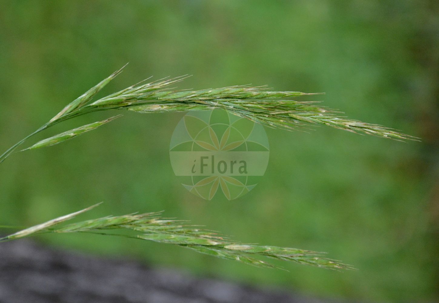 Foto von Bromus arvensis (Acker-Trespe - Field Brome). Das Foto wurde in Dresden, Sachsen, Deutschland aufgenommen. ---- Photo of Bromus arvensis (Acker-Trespe - Field Brome). The picture was taken in Dresden, Sachsen, Germany.(Bromus arvensis,Acker-Trespe,Field Brome,Bromus arvensis,Serrafalcus arvensis,Acker-Trespe,Saat-Acker-Trespe,Field Brome,Field Bromegrass,Bromus,Trespe,Brome,Poaceae,Süßgräser,Grass family)