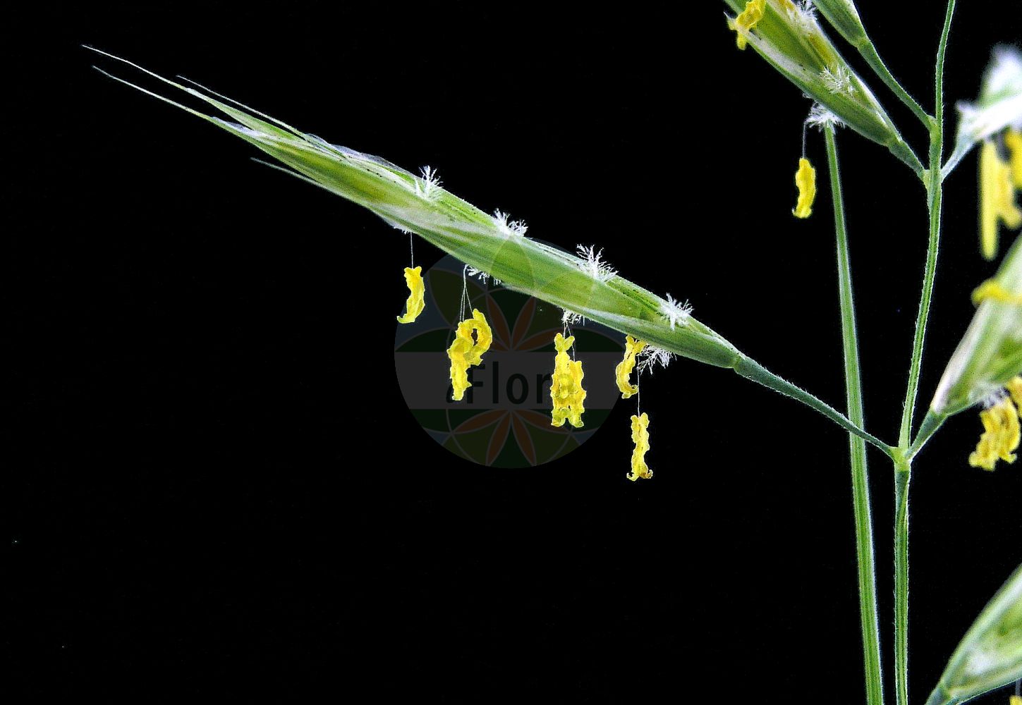 Foto von Bromopsis erecta (Aufrechte Trespe - Upright Brome). ---- Photo of Bromopsis erecta (Aufrechte Trespe - Upright Brome).(Bromopsis erecta,Aufrechte Trespe,Upright Brome,Bromopsis caprina,Bromopsis erecta,Bromus borbasii,Bromus caprinus,Bromus erectus,Bromus glabriflorus,Bromus pubiflorus,Zerna erecta,Aufrechte Trespe,Upright Brome,Erect Brome,Meadow Brome,Meadow Bromegrass,Upright Bromegrass,Bromopsis,Poaceae,Süßgräser,Grass family)