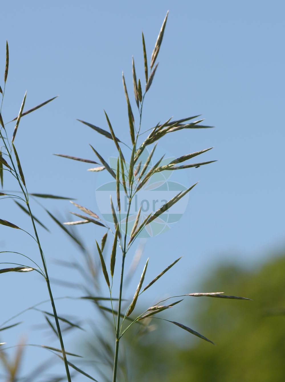 Foto von Bromopsis inermis (Unbegrannte Trespe - Hungarian Brome). Das Foto wurde in Lund, Schweden aufgenommen. ---- Photo of Bromopsis inermis (Unbegrannte Trespe - Hungarian Brome). The picture was taken in Lund, Sweden.(Bromopsis inermis,Unbegrannte Trespe,Hungarian Brome,Bromopsis inermis,Bromus inermis,Zerna inermis,Unbegrannte Trespe,Wehrlose Trespe,Hungarian Brome,Awnless Brome,Smooth Brome,Bromopsis,Poaceae,Süßgräser,Grass family)