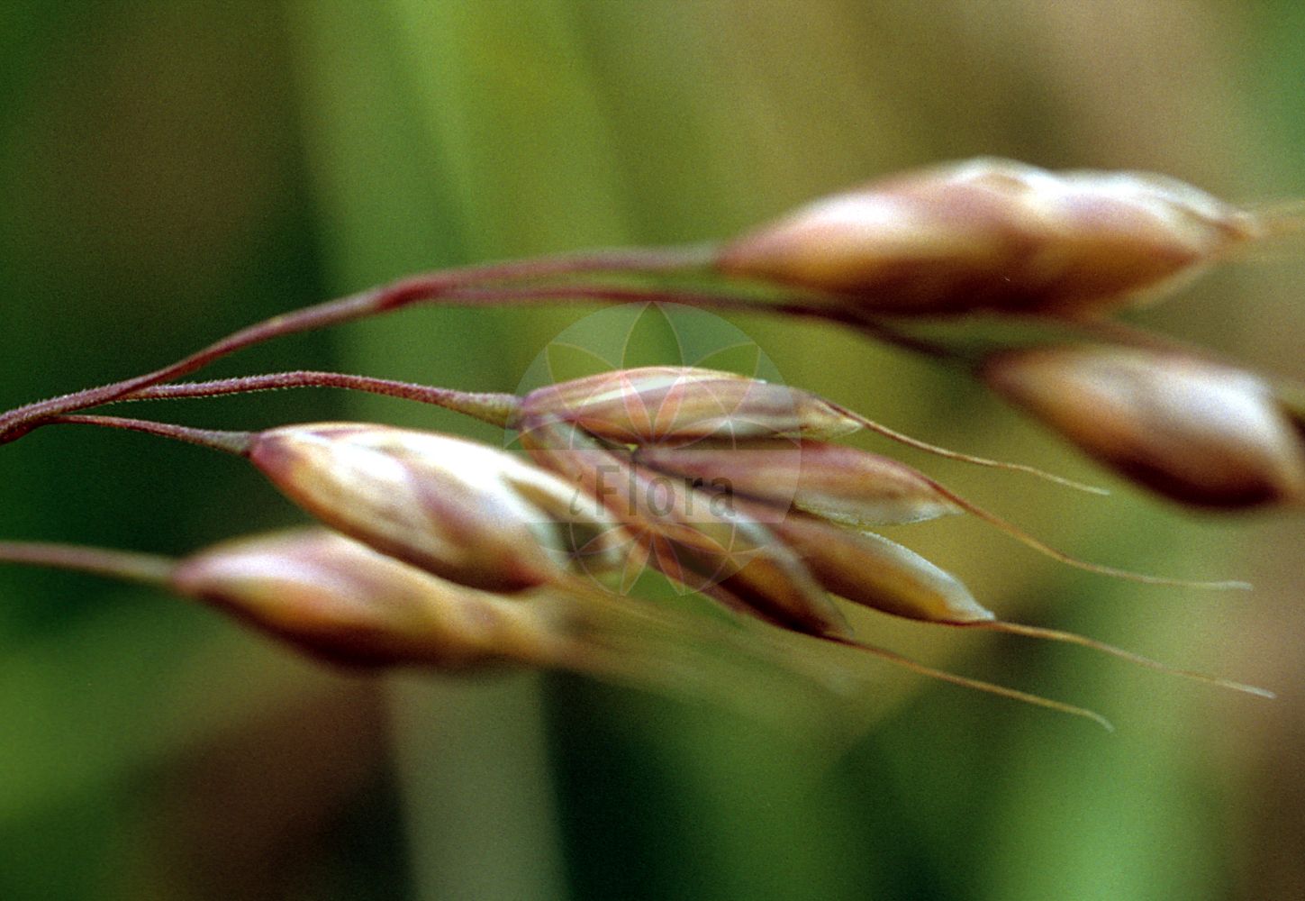 Foto von Bromus racemosus (Traubige Trespe - Smooth Brome). ---- Photo of Bromus racemosus (Traubige Trespe - Smooth Brome).(Bromus racemosus,Traubige Trespe,Smooth Brome,Bromus racemosus,Serrafalcus racemosus,Traubige Trespe,Smooth Brome,Smooth Brome & Meadow Brome,Bald Brome,Hairy Bromegrass,Smooth Bromegrass,Upright Bromegrass,Bromus,Trespe,Brome,Poaceae,Süßgräser,Grass family)