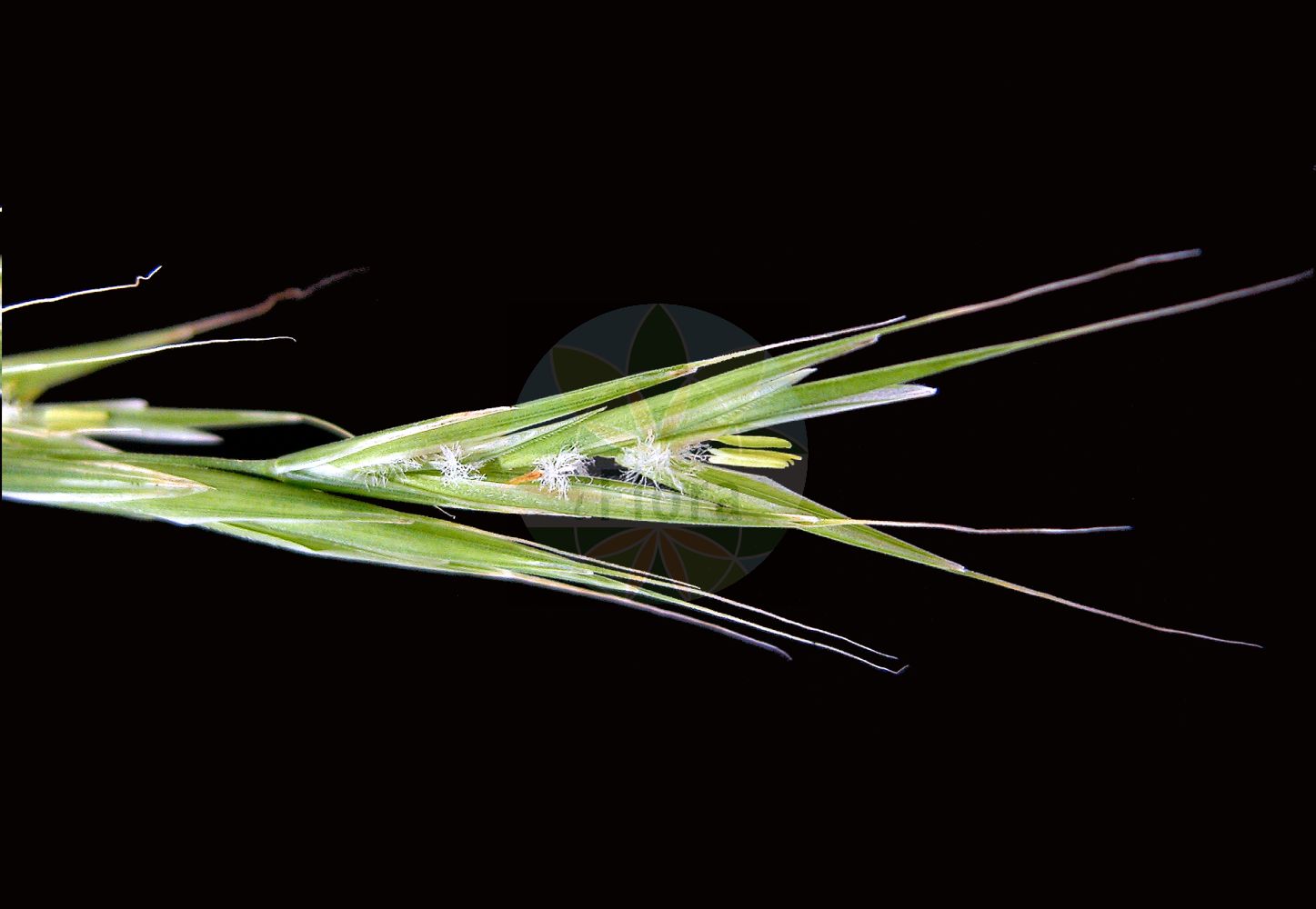 Foto von Bromopsis benekenii (Rauhe Wald-Trespe - Lesser Hairy-brome). ---- Photo of Bromopsis benekenii (Rauhe Wald-Trespe - Lesser Hairy-brome).(Bromopsis benekenii,Rauhe Wald-Trespe,Lesser Hairy-brome,Bromopsis benekenii,Bromus benekenii,Schedonorus benekenii,Zerna benekenii,Rauhe Wald-Trespe,Einseitswendige Wald-Trespe,Raue Wald-Trespe,Lesser Hairy-brome,Bromopsis,Poaceae,Süßgräser,Grass family)