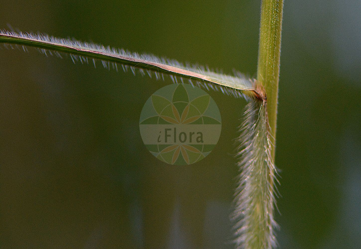 Foto von Bromopsis ramosa (Wald-Trespe - Hairy-brome). Das Foto wurde in Nancy, Grand Est, Frankreich aufgenommen. ---- Photo of Bromopsis ramosa (Wald-Trespe - Hairy-brome). The picture was taken in Nancy, Grand Est, France.(Bromopsis ramosa,Wald-Trespe,Hairy-brome,Bromopsis ramosa,Bromus ramosus,Wald-Trespe,Allseitswendige Wald-Trespe,Hohe Wald-Trespe,Hairy-brome,Bromopsis,Poaceae,Süßgräser,Grass family)
