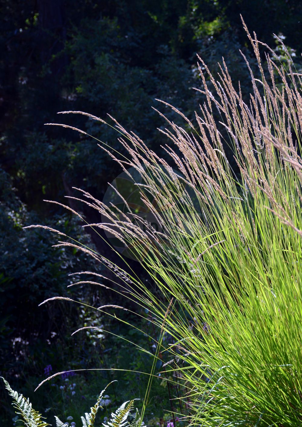 Foto von Calamagrostis varia (Berg-Reitgras - Mountain Smallreed). Das Foto wurde in Osnabrück, Niedersachsen, Deutschland aufgenommen. ---- Photo of Calamagrostis varia (Berg-Reitgras - Mountain Smallreed). The picture was taken in Osnabrueck, Lower Saxony, Germany.(Calamagrostis varia,Berg-Reitgras,Mountain Smallreed,Arundo varia,Calamagrostis montana,Calamagrostis sylvatica,Calamagrostis varia,Berg-Reitgras,Buntes Reitgras,Bunt-Reitgras,Kalk-Reitgras,Mountain Smallreed,Calamagrostis,Reitgras,Reedgrass,Poaceae,Süßgräser,Grass family)