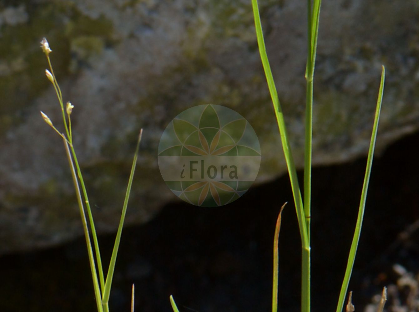 Foto von Agrostis vinealis (Sand-Straußgras - Brown Bent). Das Foto wurde in Oslo, Norwegen aufgenommen. ---- Photo of Agrostis vinealis (Sand-Straußgras - Brown Bent). The picture was taken in Oslo, Norway.(Agrostis vinealis,Sand-Straußgras,Brown Bent,Agrostis coarctata,Agrostis hyperborea,Agrostis pusilla,Agrostis rubra,Agrostis syreistschikowii,Agrostis tenuifolia,Agrostis vinealis,Sand-Straussgras,Heide-Straussgras,Schmalrispiges Straussgras,Brown Bent,Brown Bentgrass,Agrostis,Straußgras,Bentgrass,Poaceae,Süßgräser,Grass family)