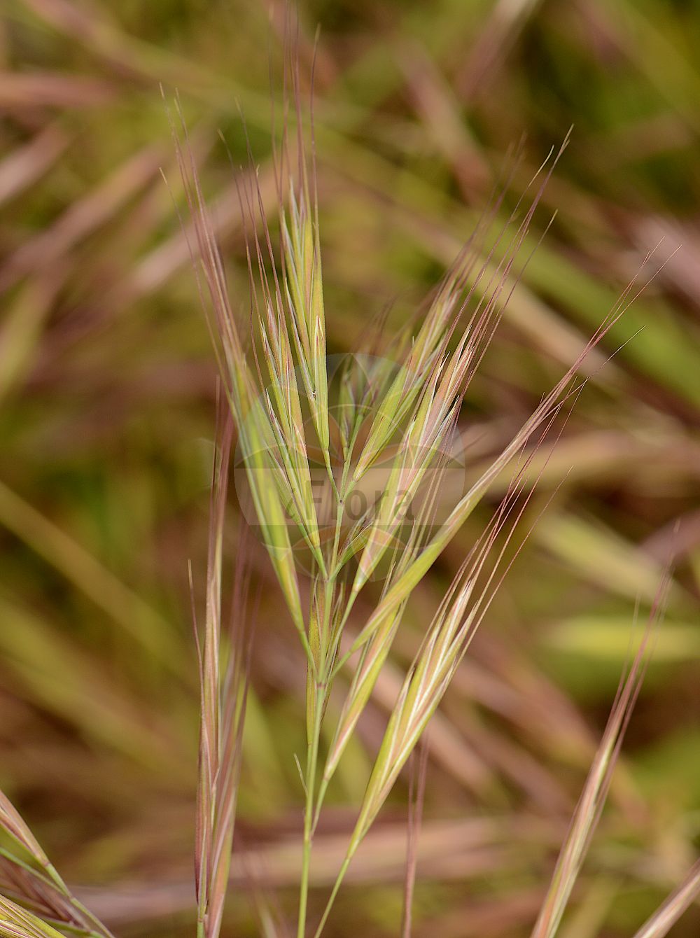Foto von Anisantha madritensis (Mittelmeer-Trespe - Compact Brome). Das Foto wurde in Jardin des Plantes, Paris, Frankreich aufgenommen. ---- Photo of Anisantha madritensis (Mittelmeer-Trespe - Compact Brome). The picture was taken in Jardin des Plantes, Paris, France.(Anisantha madritensis,Mittelmeer-Trespe,Compact Brome,Anisantha madritensis,Bromus darderi,Bromus fischeri,Bromus madritensis,Bromus villosus,Zerna madritensis,Mittelmeer-Trespe,Compact Brome,Compact Chess,Foxtail Brome,Madrid Brome,Spanish Brome,Anisantha,Poaceae,Süßgräser,Grass family)