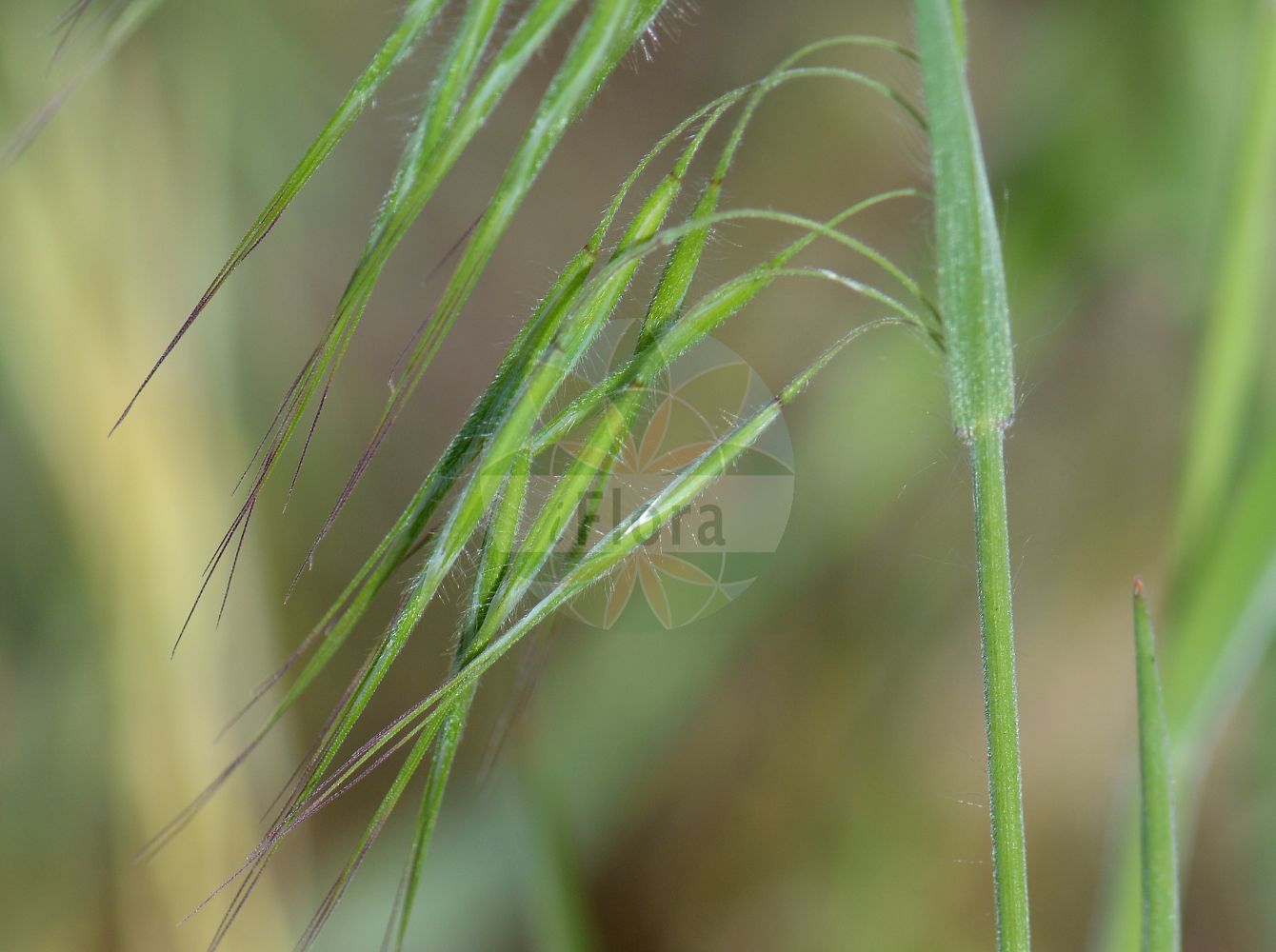 Foto von Anisantha sterilis (Taube Trespe - Barren Brome). Das Foto wurde in Sandhausen, Baden-Württemberg, Deutschland, Oberrheinisches Tiefland und Rhein-Main-Ebene aufgenommen. ---- Photo of Anisantha sterilis (Taube Trespe - Barren Brome). The picture was taken in Sandhausen, Baden-Wuerttemberg, Germany, Oberrheinisches Tiefland and Rhein-Main-Ebene.(Anisantha sterilis,Taube Trespe,Barren Brome,Anisantha sterilis,Bromus distichus,Bromus grandiflorus,Bromus sterilis,Zerna sterilis,Taube Trespe,Barren Brome,Barren Bromegrass,Poverty Brome,Sterile Brome,Anisantha,Poaceae,Süßgräser,Grass family)
