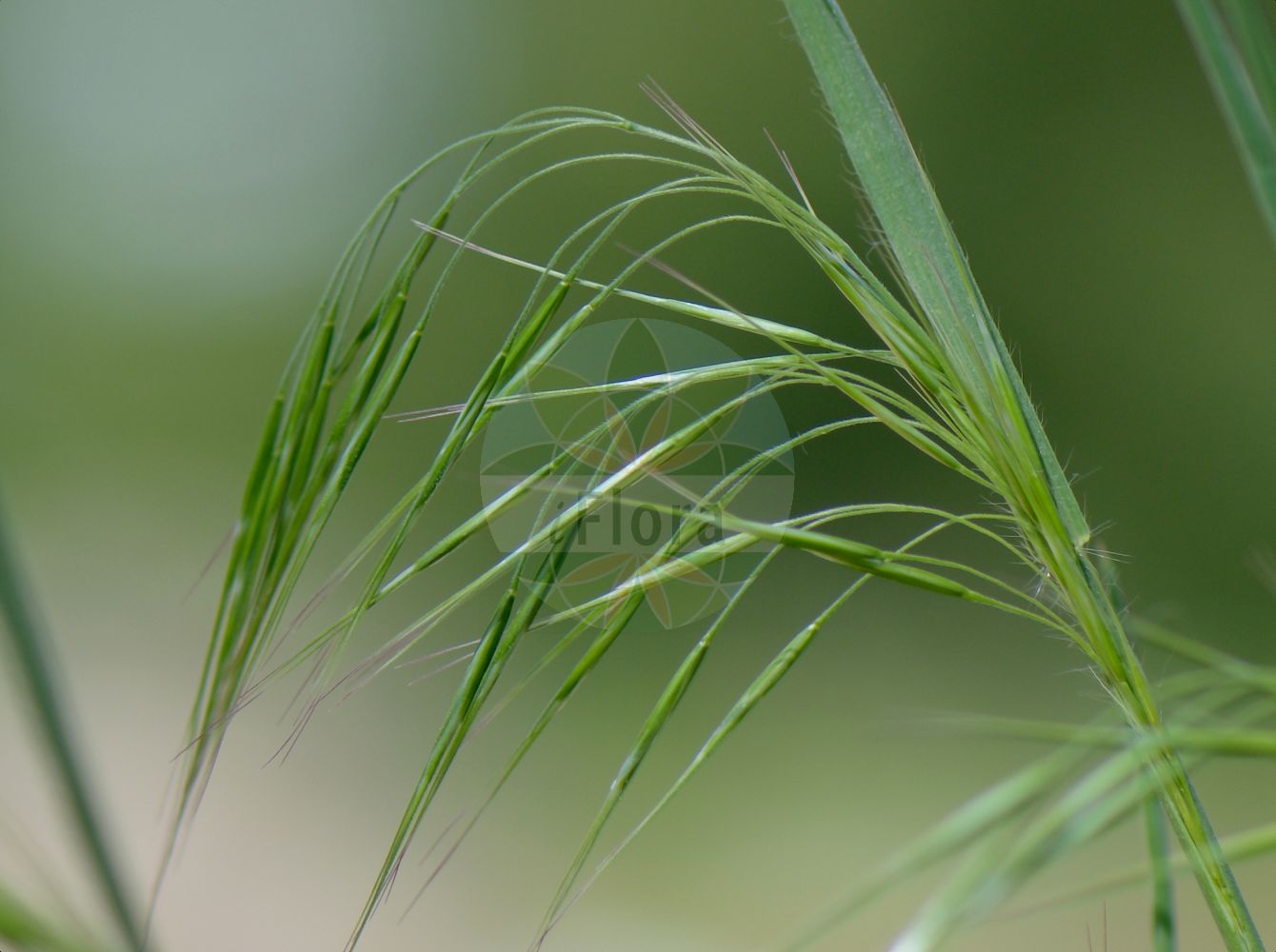 Foto von Anisantha tectorum (Dach-Trespe - Drooping Brome). Das Foto wurde in Heidelberg, Baden-Württemberg, Deutschland aufgenommen. ---- Photo of Anisantha tectorum (Dach-Trespe - Drooping Brome). The picture was taken in Heidelberg, Baden-Wuerttemberg, Germany.(Anisantha tectorum,Dach-Trespe,Drooping Brome,Anisantha tectorum,Bromus tectorum,Zerna tectorum,Dach-Trespe,Drooping Brome,Cheatgrass,Downy Brome,Downy Chess,Anisantha,Poaceae,Süßgräser,Grass family)