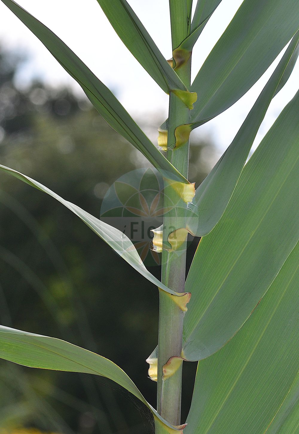 Foto von Arundo donax. Das Foto wurde in Bayreuth, Bayern, Deutschland aufgenommen. ---- Photo of Arundo donax. The picture was taken in Bayreuth, Bavaria, Germany.(Arundo donax,Arundo donax,Arundo scriptoria,Donax sativa,Arundo,Poaceae,Süßgräser,Grass family)