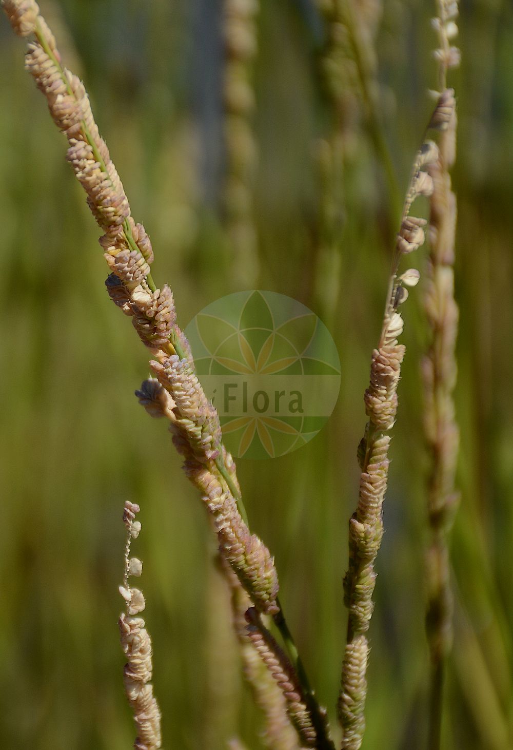 Foto von Beckmannia eruciformis. Das Foto wurde in Mainz, Rheinland-Pfalz, Deutschland aufgenommen. ---- Photo of Beckmannia eruciformis. The picture was taken in Mainz, Rhineland-Palatinate, Germany.(Beckmannia eruciformis,Beckmannia eruciformis,Phalaris erucaeformis,Beckmannia,Poaceae,Süßgräser,Grass family)