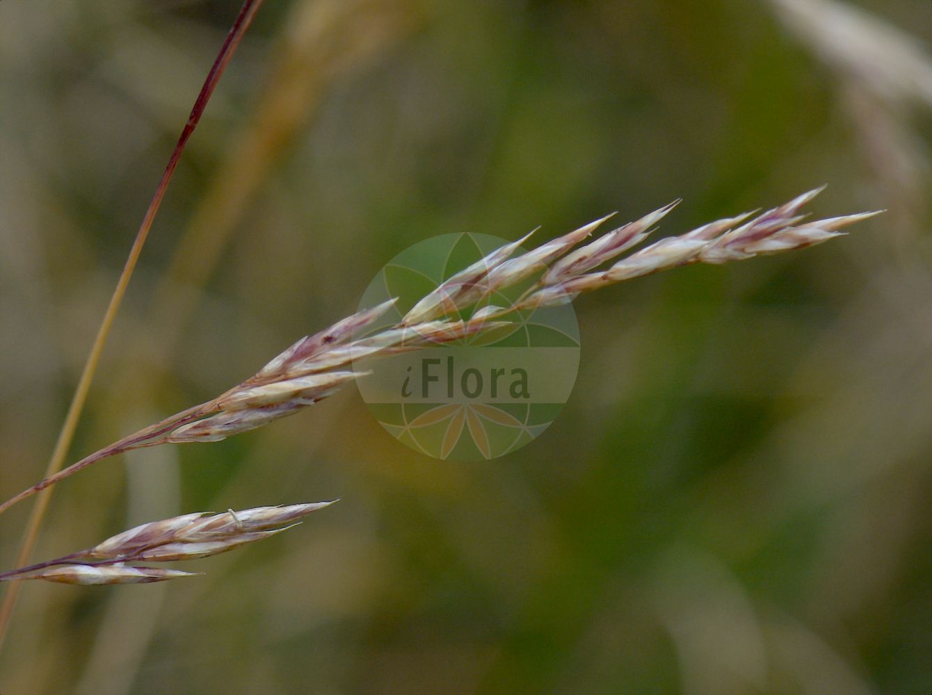 Foto von Bellardiochloa variegata. Das Foto wurde in Station Alpine Joseph Fourier, Col du Lautaret, Auvergne-Rhône-Alpes, Frankreich aufgenommen. ---- Photo of Bellardiochloa variegata. The picture was taken in Station Alpine Joseph Fourier, Col du Lautaret, Auvergne-Rhône-Alpes, France.(Bellardiochloa variegata,Bellardiochloa variegata,Bellardiochloa violacea,Festuca heteroglossa,Festuca pilosa,Festuca poaeformis,Festuca rhaetica,Poa aetnensis,Poa variegata,Poa violacea,Bellardiochloa,Poaceae,Süßgräser,Grass family)