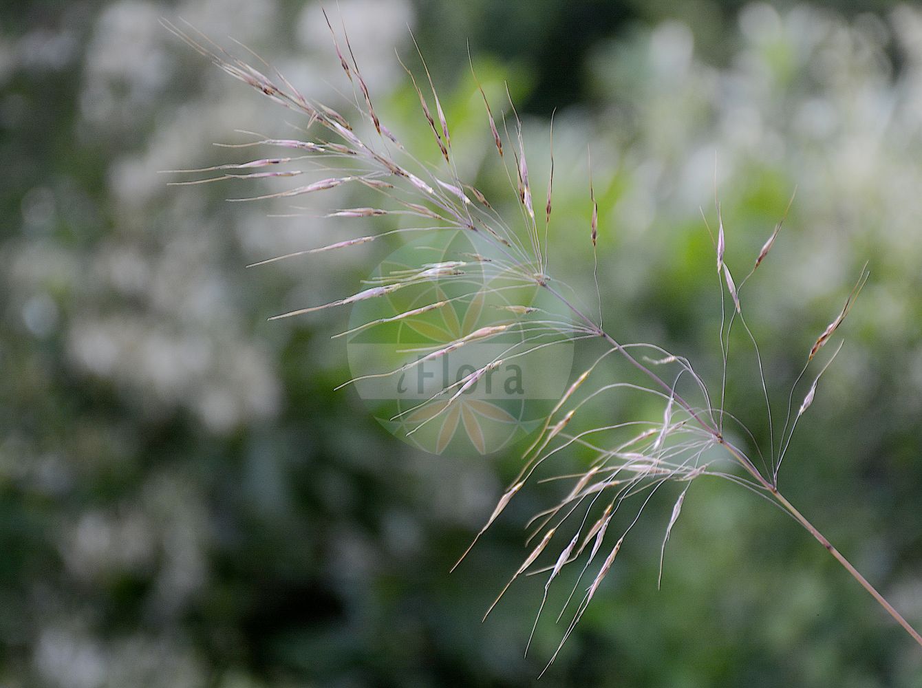 Foto von Chrysopogon gryllus. Das Foto wurde in Berlin, Deutschland aufgenommen. ---- Photo of Chrysopogon gryllus. The picture was taken in Berlin, Germany.(Chrysopogon gryllus,Andropogon gryllus,Chrysopogon gryllus,Chrysopogon,Poaceae,Süßgräser,Grass family)