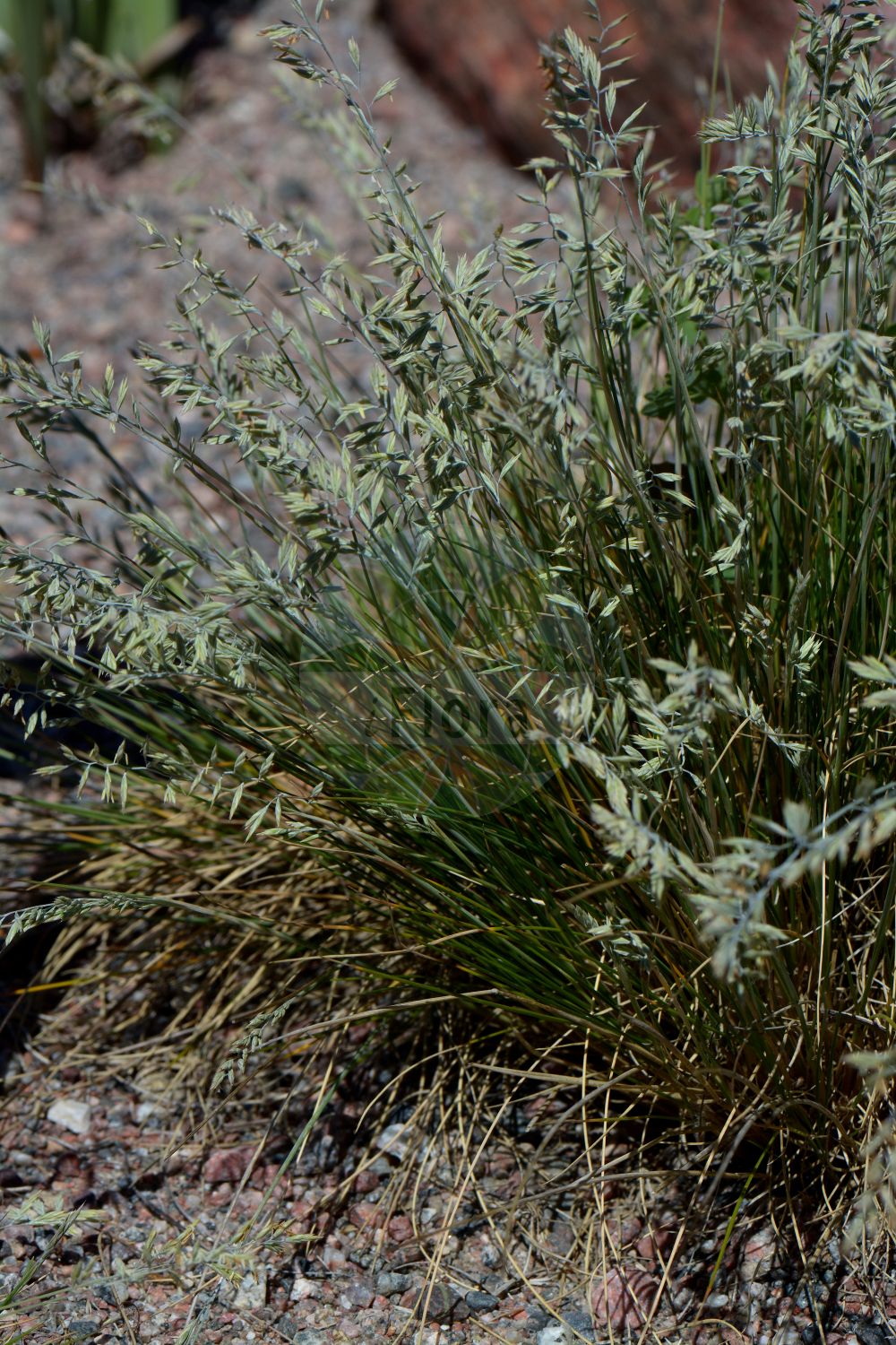 Foto von Festuca beckeri. Das Foto wurde in Uppsala, Schweden aufgenommen. ---- Photo of Festuca beckeri. The picture was taken in Uppsala, Sweden.(Festuca beckeri,Festuca beckeri,Festuca quercopinetorum,Festuca,Schwingel,Fescue,Poaceae,Süßgräser,Grass family)
