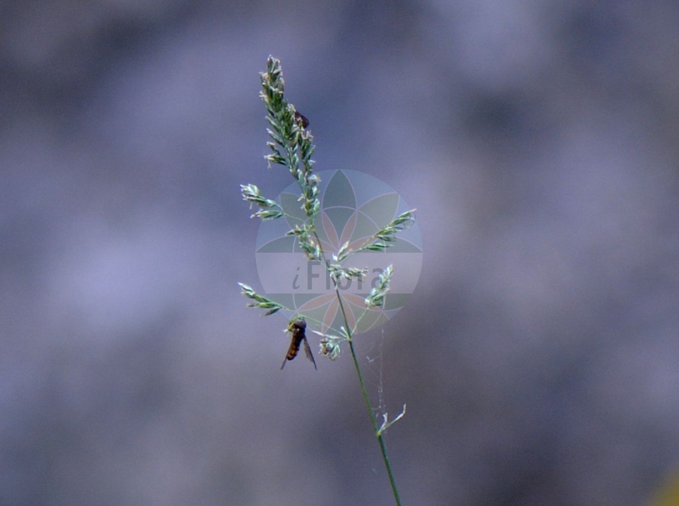 Foto von Festuca nitida. Das Foto wurde in Juliana, Trenta, Slowenien aufgenommen. ---- Photo of Festuca nitida. The picture was taken in Juliana, Trenta, Slovenia.(Festuca nitida,Festuca carnica,Festuca nitida,Festuca violacea var. nitida,Festuca,Schwingel,Fescue,Poaceae,Süßgräser,Grass family)