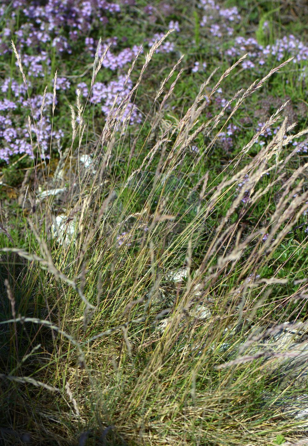 Foto von Festuca picturata. Das Foto wurde in Kiel, Schleswig-Holstein, Deutschland aufgenommen. ---- Photo of Festuca picturata. The picture was taken in Kiel, Schleswig-Holstein, Germany.(Festuca picturata,Festuca picta,Festuca picturata,Festuca violacea subsp. picta,Festuca,Schwingel,Fescue,Poaceae,Süßgräser,Grass family)
