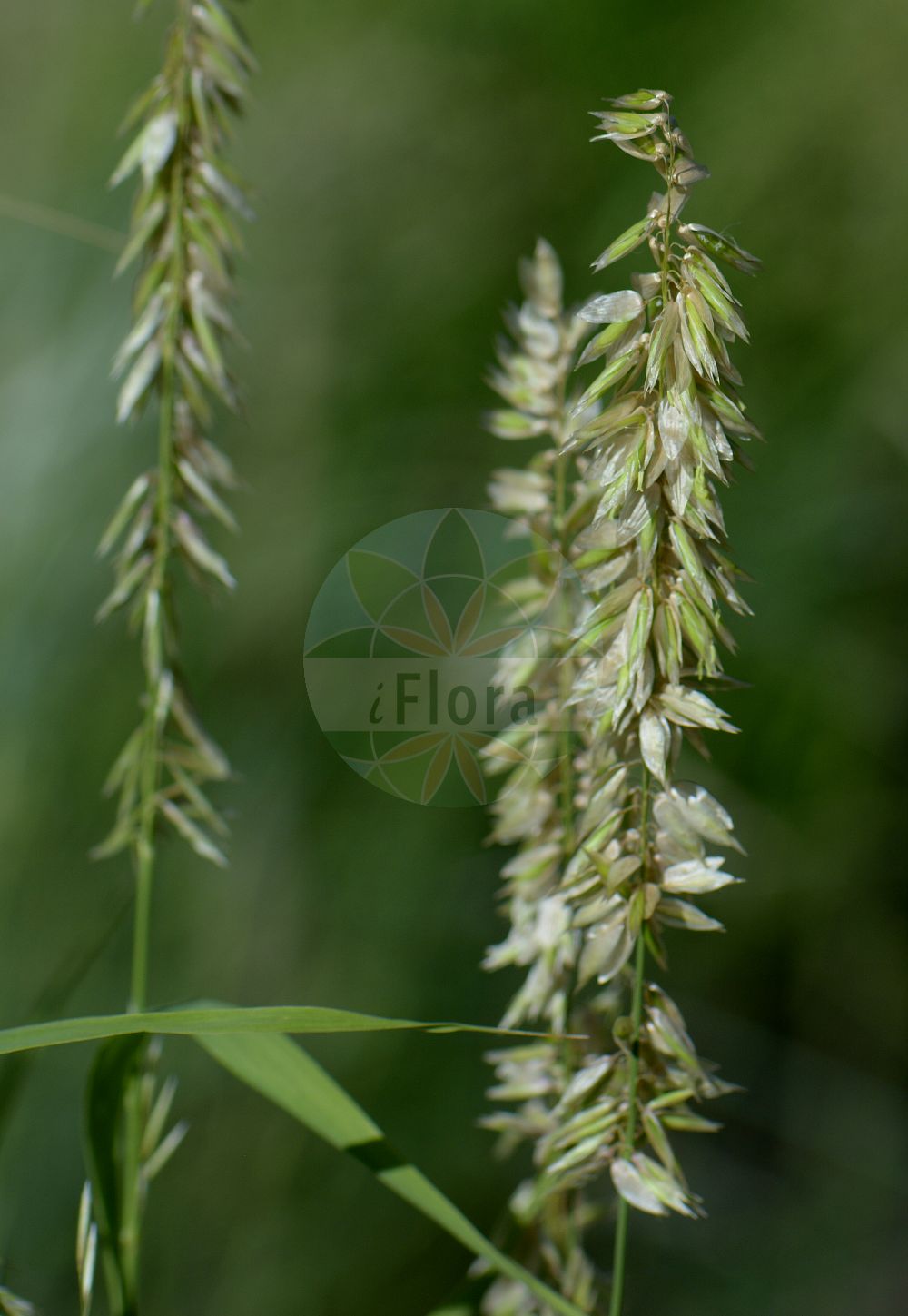 Foto von Melica altissima. Das Foto wurde in Halle, Sachsen-Anhalt, Deutschland aufgenommen. ---- Photo of Melica altissima. The picture was taken in Halle, Saxony-Anhalt, Germany.(Melica altissima,Melica altissima,Melica,Perlgras,Melicgrass,Poaceae,Süßgräser,Grass family)