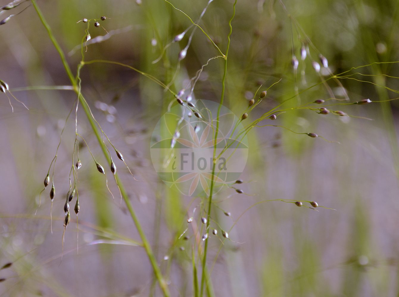 Foto von Piptatherum virescens. Das Foto wurde in Dresden, Sachsen, Deutschland aufgenommen. ---- Photo of Piptatherum virescens. The picture was taken in Dresden, Sachsen, Germany.(Piptatherum virescens,Oryzopsis virescens,Piptatherum virescens,Urachne virescens,Piptatherum,Poaceae,Süßgräser,Grass family)