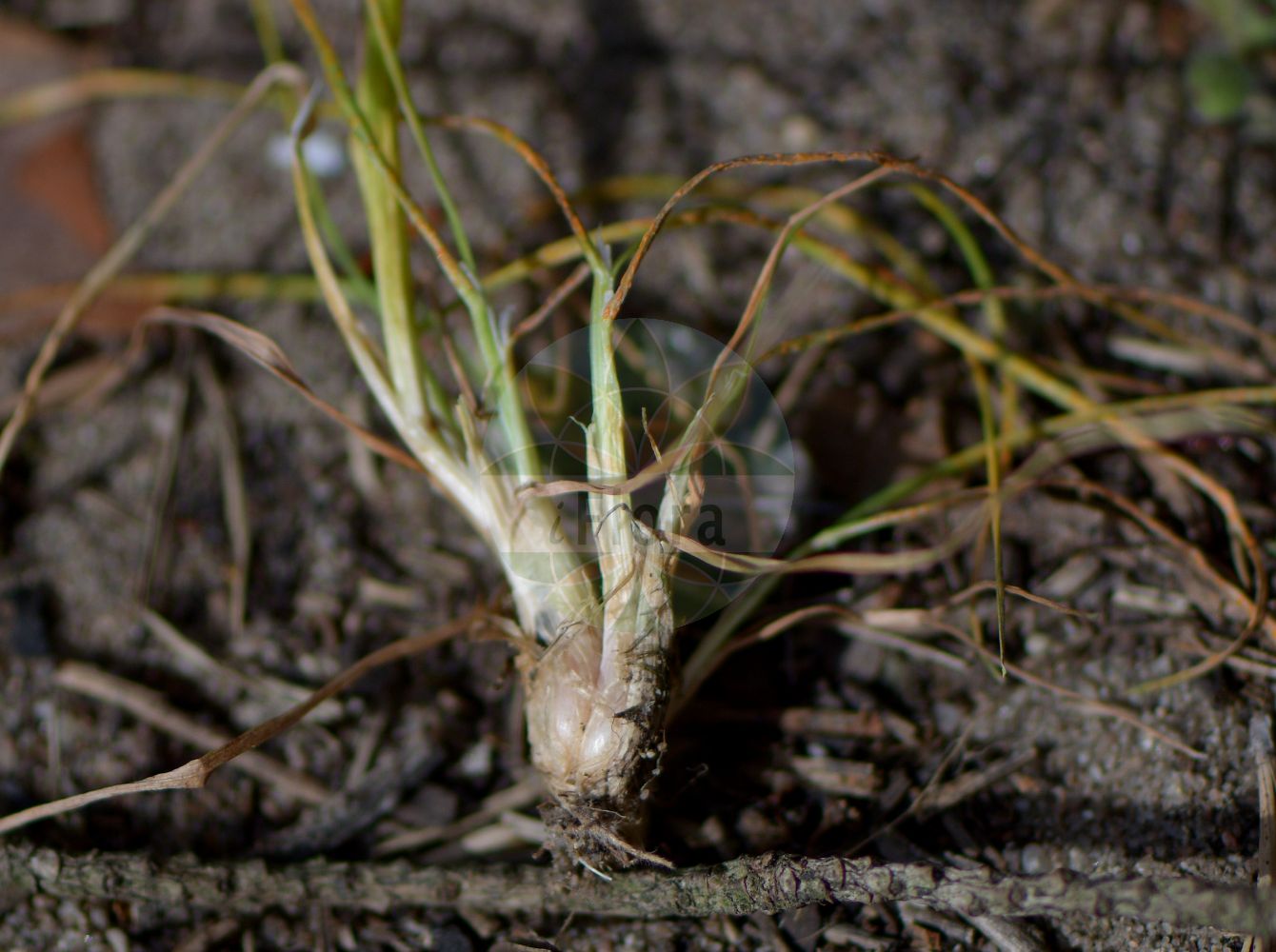 Foto von Poa bulbosa (Zwiebel-Rispengras - Bulbous Meadow-grass). Das Foto wurde in Sandhausen, Baden-Württemberg, Deutschland, Oberrheinisches Tiefland und Rhein-Main-Ebene aufgenommen. ---- Photo of Poa bulbosa (Zwiebel-Rispengras - Bulbous Meadow-grass). The picture was taken in Sandhausen, Baden-Wuerttemberg, Germany, Oberrheinisches Tiefland and Rhein-Main-Ebene.(Poa bulbosa,Zwiebel-Rispengras,Bulbous Meadow-grass,Poa crispa,Poa bulbosa,Zwiebel-Rispengras,Bulbous Meadow-grass,Bulbous Bluegrass,Poa,Rispengras,Bluegrass,Poaceae,Süßgräser,Grass family)