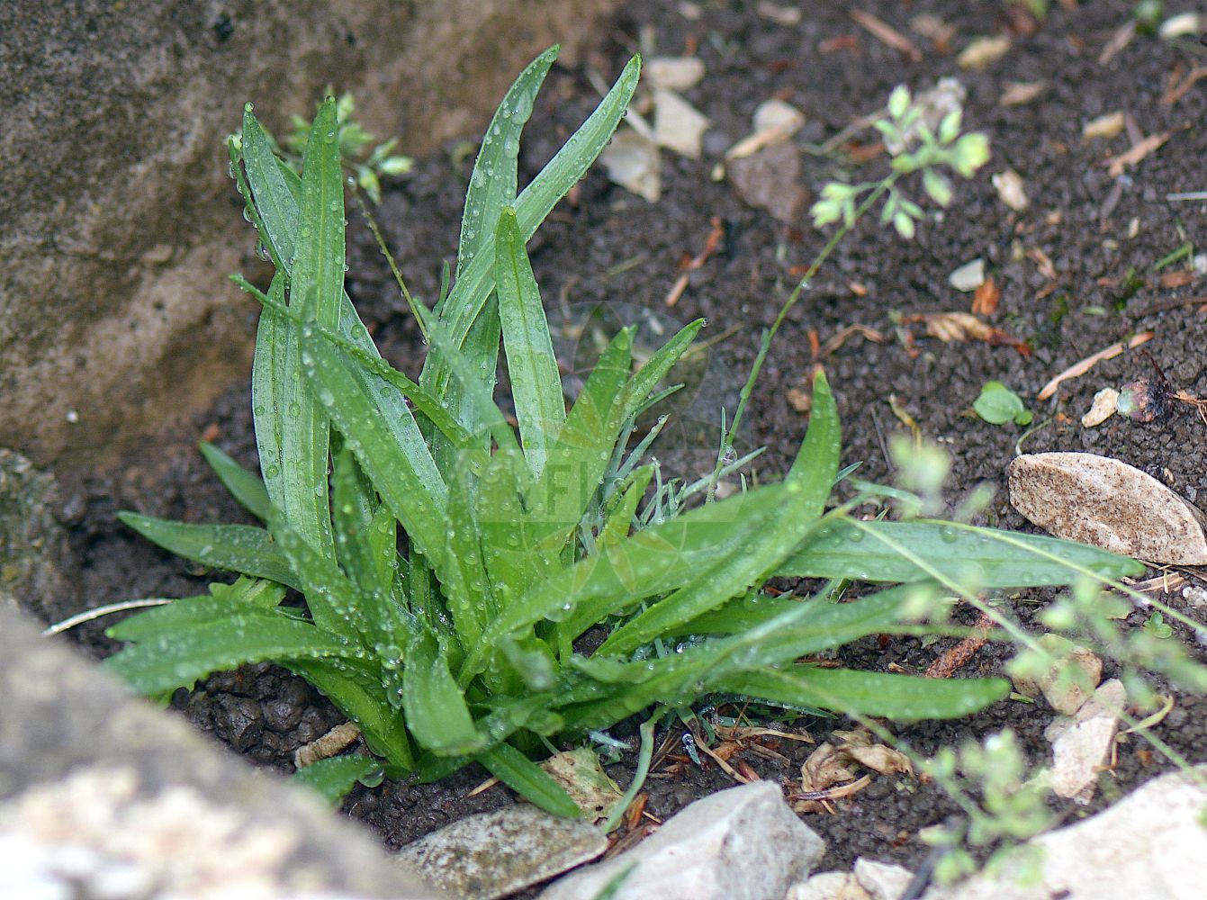Foto von Poa molinerii. Das Foto wurde in Capracotta, Molise, Italien aufgenommen. ---- Photo of Poa molinerii. The picture was taken in Capracotta, Molise, Italy.(Poa molinerii,Poa molinerii,Poa,Rispengras,Bluegrass,Poaceae,Süßgräser,Grass family)