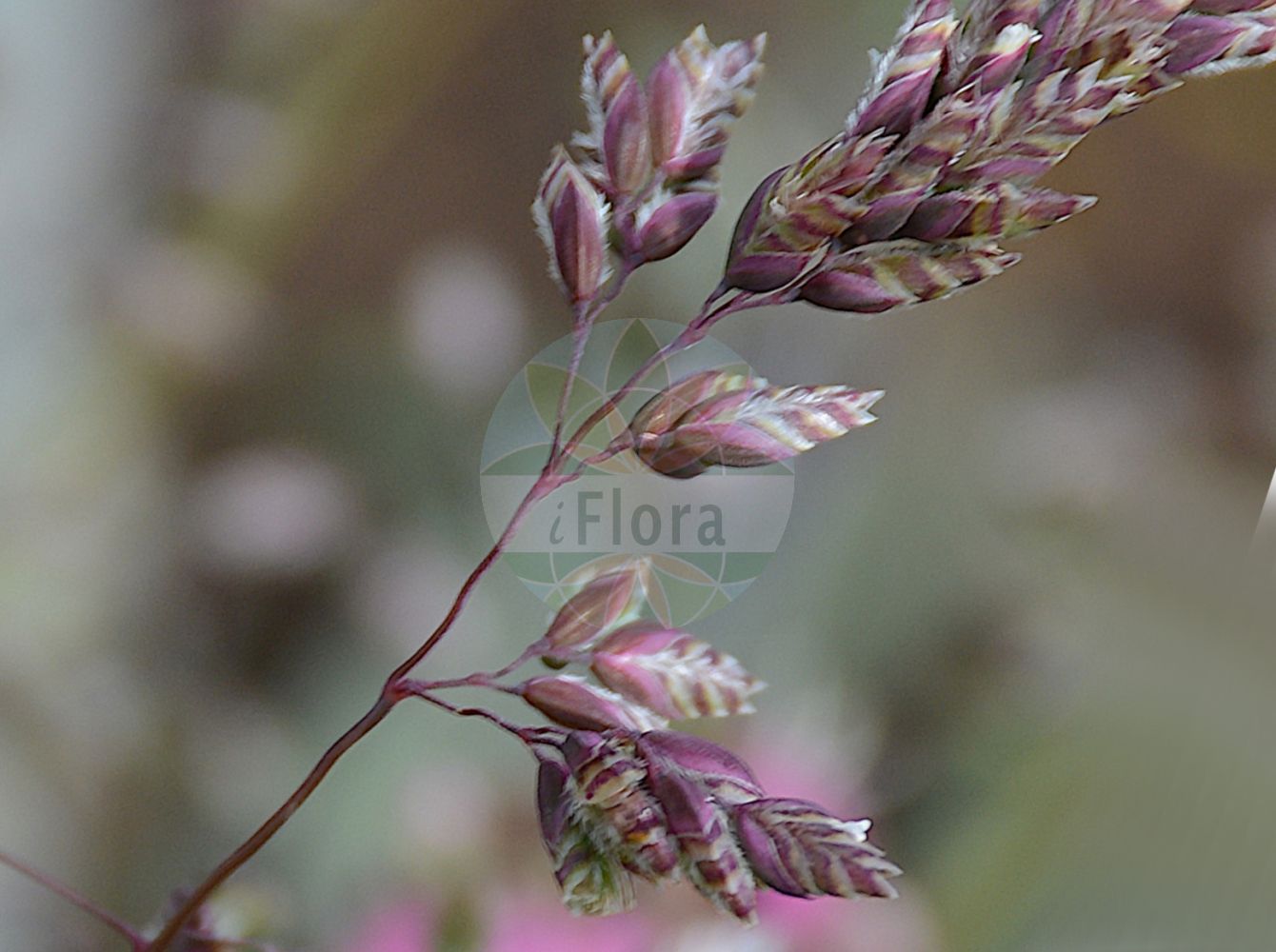 Foto von Poa molinerii. Das Foto wurde in Schynige Platte, Interlaken, Bern, Schweiz aufgenommen. ---- Photo of Poa molinerii. The picture was taken in Schynige Platte, Interlaken, Bern, Switzerland.(Poa molinerii,Poa molinerii,Poa,Rispengras,Bluegrass,Poaceae,Süßgräser,Grass family)