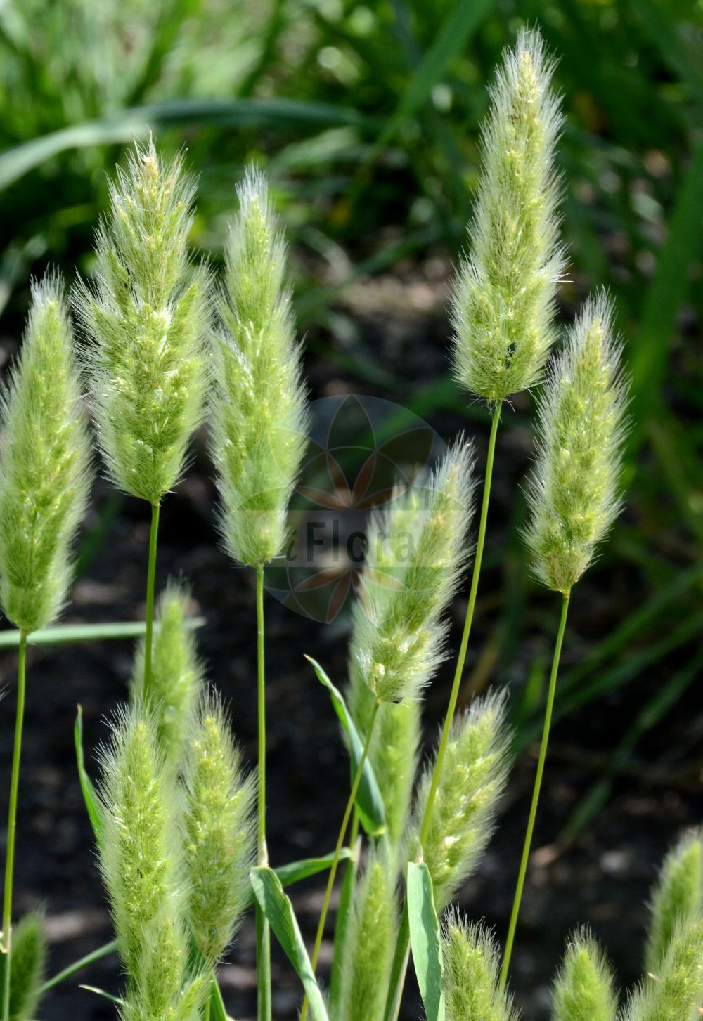 Foto von Polypogon monspeliensis (Annual Beard-grass). Das Foto wurde in Dresden, Sachsen, Deutschland aufgenommen. ---- Photo of Polypogon monspeliensis (Annual Beard-grass). The picture was taken in Dresden, Sachsen, Germany.(Polypogon monspeliensis,Annual Beard-grass,Alopecurus monspeliensis,Polypogon monspeliensis,Polypogon,Poaceae,Süßgräser,Grass family)