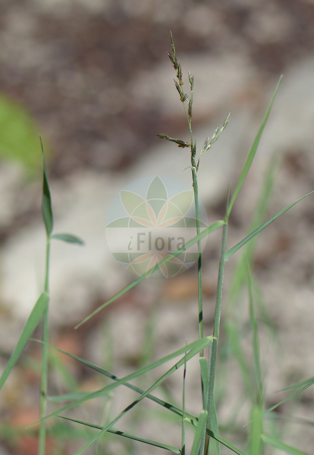 Foto von Cleistogenes serotina. Das Foto wurde in Padova, Veneto, Italien aufgenommen. ---- Photo of Cleistogenes serotina. The picture was taken in Padova, Veneto, Italy.(Cleistogenes serotina,Cleistogenes serotina,Diplachne serotina,Festuca serotina,Kengia serotina,Molinia serotina,Cleistogenes,Poaceae,Süßgräser,Grass family)