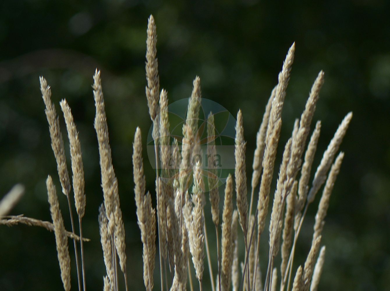 Foto von Koeleria macrantha (Zierliches Schillergras - Crested Hair-grass). Das Foto wurde in Nancy, Grand Est, Frankreich aufgenommen. ---- Photo of Koeleria macrantha (Zierliches Schillergras - Crested Hair-grass). The picture was taken in Nancy, Grand Est, France.(Koeleria macrantha,Zierliches Schillergras,Crested Hair-grass,Aira macrantha,Koeleria alpigena,Koeleria aschersoniana,Koeleria britannica,Koeleria caucasica,Koeleria csatoi,Koeleria fenzliana,Koeleria gracilis,Koeleria jankae,Koeleria javorkae,Koeleria macrantha,Koeleria majoriflora,Koeleria nyaradyi,Koeleria supra-arenaria,Koeleria tenuipes,Koeleria transsilvanica,Zierliches Schillergras,Kamm-Schillergras,Zierliche Kammschmiele,Crested Hair-grass,Crested Catstail,Slender Hairgrass,Prairie June Grass,Koeleria,Schillergras,Junegrass,Poaceae,Süßgräser,Grass family)