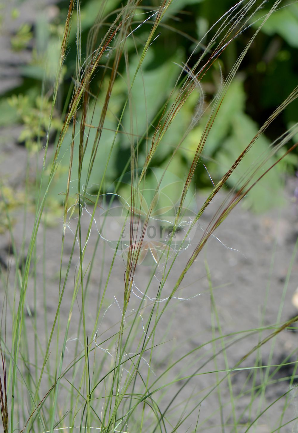 Foto von Stipa borysthenica (Sand-Federgras - Feathergrass). Das Foto wurde in Halle, Sachsen-Anhalt, Deutschland aufgenommen. ---- Photo of Stipa borysthenica (Sand-Federgras - Feathergrass). The picture was taken in Halle, Saxony-Anhalt, Germany.(Stipa borysthenica,Sand-Federgras,Feathergrass,Stipa borysthenica,Stipa graniticola,Stipa joannis,Stipa sabulosa,Sand-Federgras,Deutsches Sand-Federgras,Dnjepr-Federgras,Gewoehnliches Sand-Federgras,Feathergrass,Matweed,Narrow Small-reed,Stipa,Federgras,Needlegrass,Poaceae,Süßgräser,Grass family)