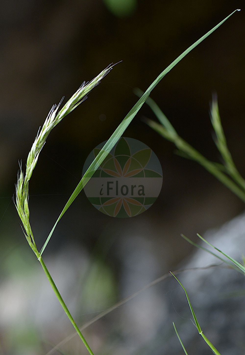 Foto von Trisetum argenteum. Das Foto wurde in Juliana, Trenta, Slowenien aufgenommen. ---- Photo of Trisetum argenteum. The picture was taken in Juliana, Trenta, Slovenia.(Trisetum argenteum,Avena argentea,Trisetum argenteum,Trisetum distichophyllum var. argenteum,Trisetum,Goldhafer,Oatgrass,Poaceae,Süßgräser,Grass family)