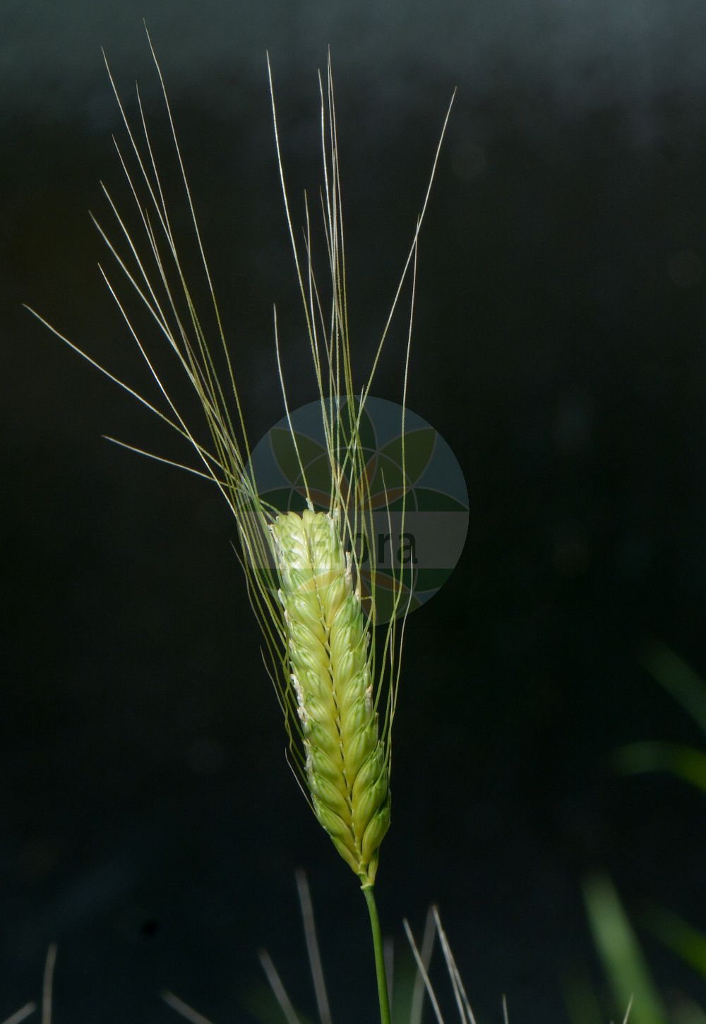 Foto von Triticum monococcum (Einkorn - Einkorn). Das Foto wurde in Bologna, Emilia-Romagna, Italien aufgenommen. ---- Photo of Triticum monococcum (Einkorn - Einkorn). The picture was taken in Bologna, Emilia-Romagna, Italy.(Triticum monococcum,Einkorn,Einkorn,Crithodium monococcum,Triticum monococcum,Einkorn,Einkorn,One-grained Wheat,Small Spelt,Triticum,Weizen,Wheat,Poaceae,Süßgräser,Grass family)