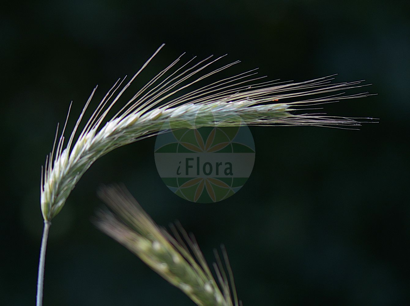 Foto von Triticum turgidum. Das Foto wurde in Trieste, Friuli-Venezia Giulia, Italien aufgenommen. ---- Photo of Triticum turgidum. The picture was taken in Trieste, Friuli-Venezia Giulia, Italy.(Triticum turgidum,Triticum compositum,Triticum turgidum,Triticum,Weizen,Wheat,Poaceae,Süßgräser,Grass family)