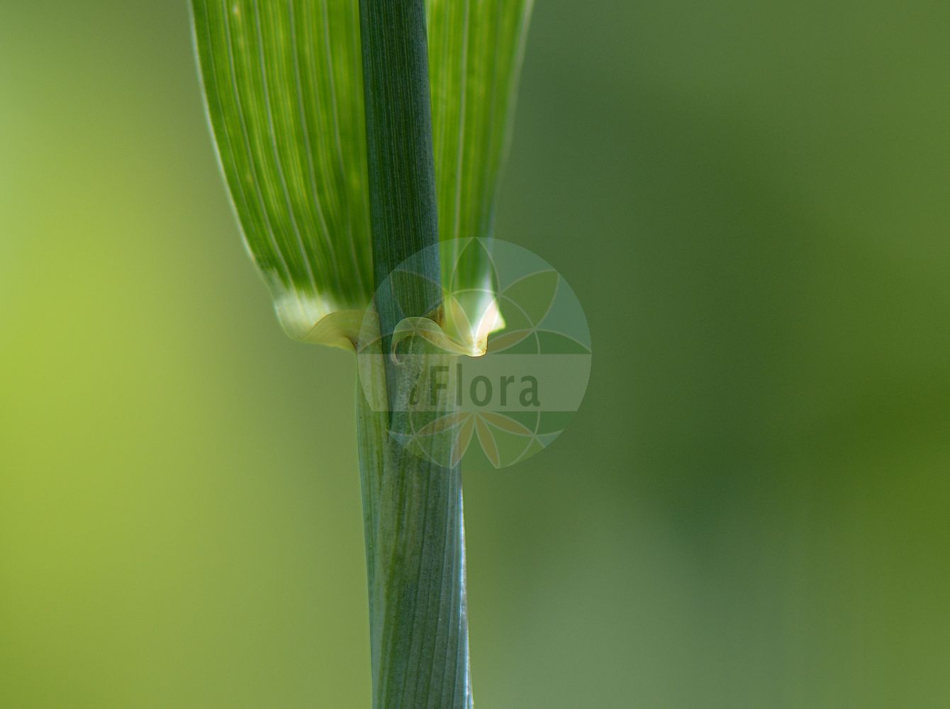 Foto von Triticum turgidum. Das Foto wurde in Klagenfurt, Kärnten, Österreich aufgenommen. ---- Photo of Triticum turgidum. The picture was taken in Klagenfurt, Carinthia, Austria.(Triticum turgidum,Triticum compositum,Triticum turgidum,Triticum,Weizen,Wheat,Poaceae,Süßgräser,Grass family)