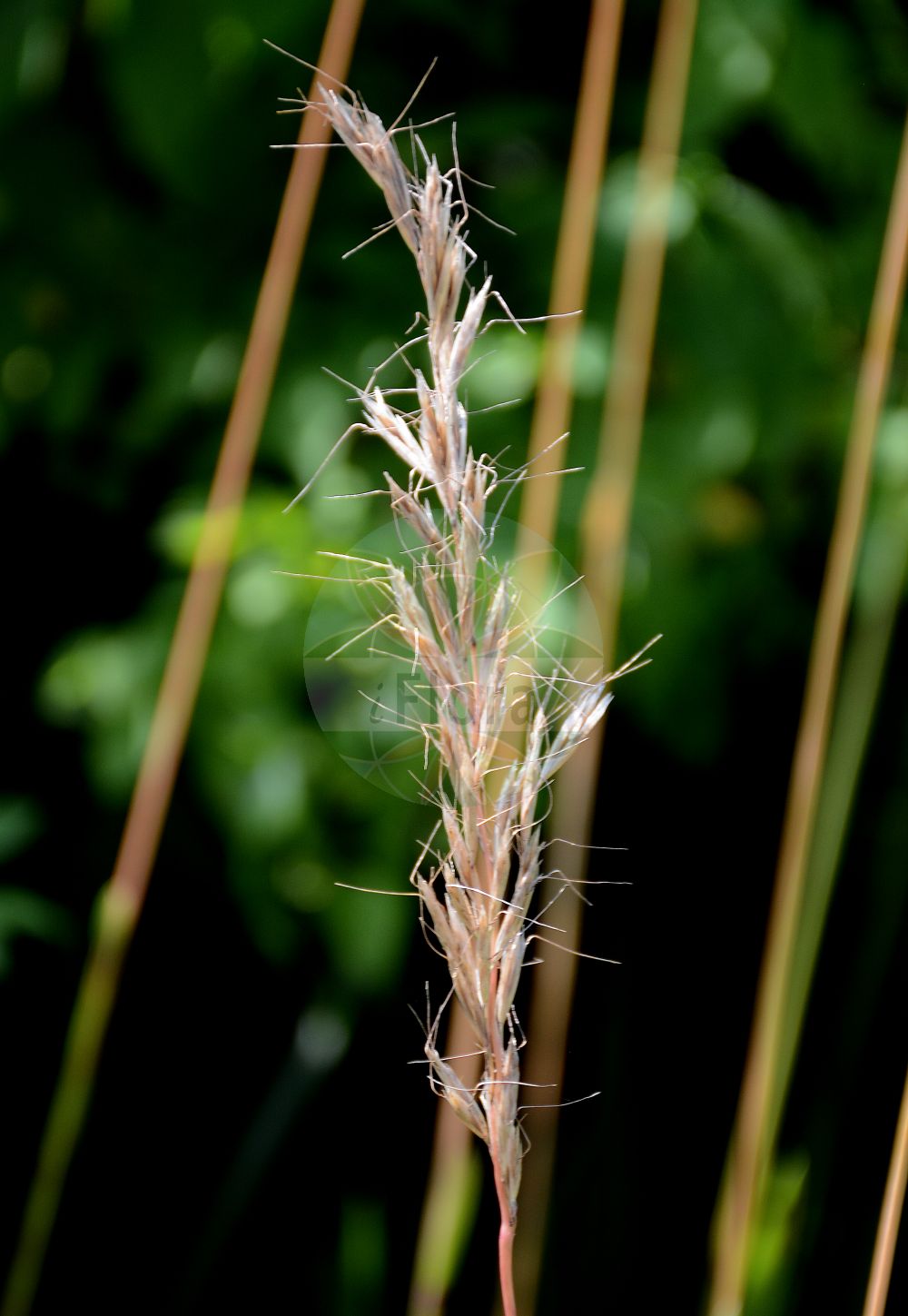 Foto von Helictochloa planiculmis. Das Foto wurde in Berlin, Deutschland aufgenommen. ---- Photo of Helictochloa planiculmis. The picture was taken in Berlin, Germany.(Helictochloa planiculmis,Avena planiculmis,Avenastrum planiculme,Avenochloa planiculmis,Avenula planiculmis,Helictochloa planiculmis,Helictotrichon planiculme,Helictochloa,Poaceae,Süßgräser,Grass family)