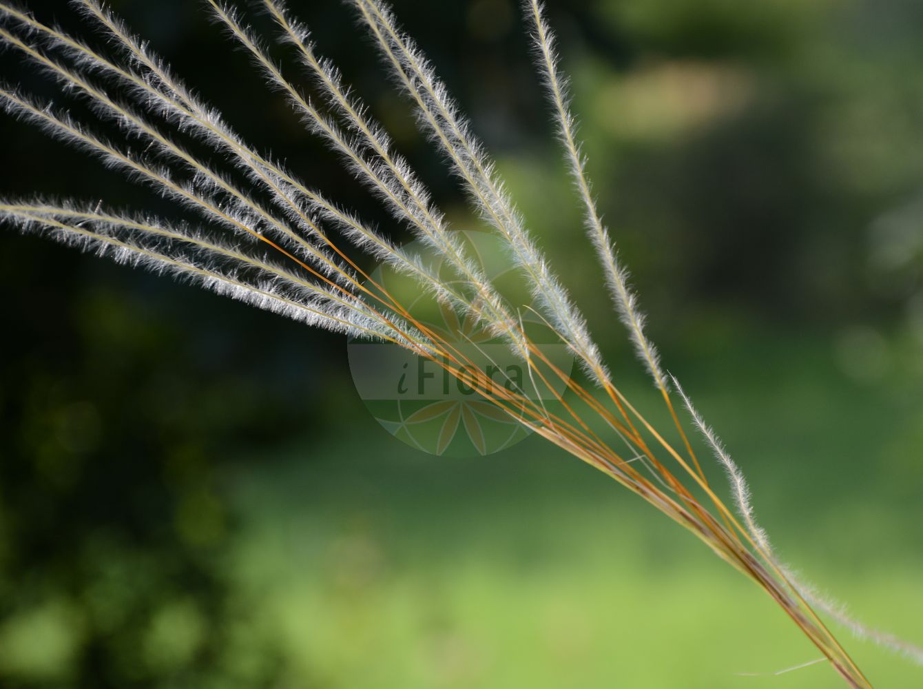 Foto von Stipa pulcherrima (Großes Federgras - Golden Feather Grass). Das Foto wurde in Berlin, Deutschland aufgenommen. ---- Photo of Stipa pulcherrima (Großes Federgras - Golden Feather Grass). The picture was taken in Berlin, Germany.(Stipa pulcherrima,Großes Federgras,Golden Feather Grass,Stipa grafiana,Stipa pulcherrima,Stipa pulcherrima subsp. grafiana,Grosses Federgras,Bayerisches Gelbscheiden-Federgras,Bayerisches Gelbscheidiges Federgras,Gewoehnliches Gelbscheiden-Federgras,Gewoehnliches Gelbscheidiges Federgras,Schoenes Federgras,Golden Feather Grass,Stipa,Federgras,Needlegrass,Poaceae,Süßgräser,Grass family)