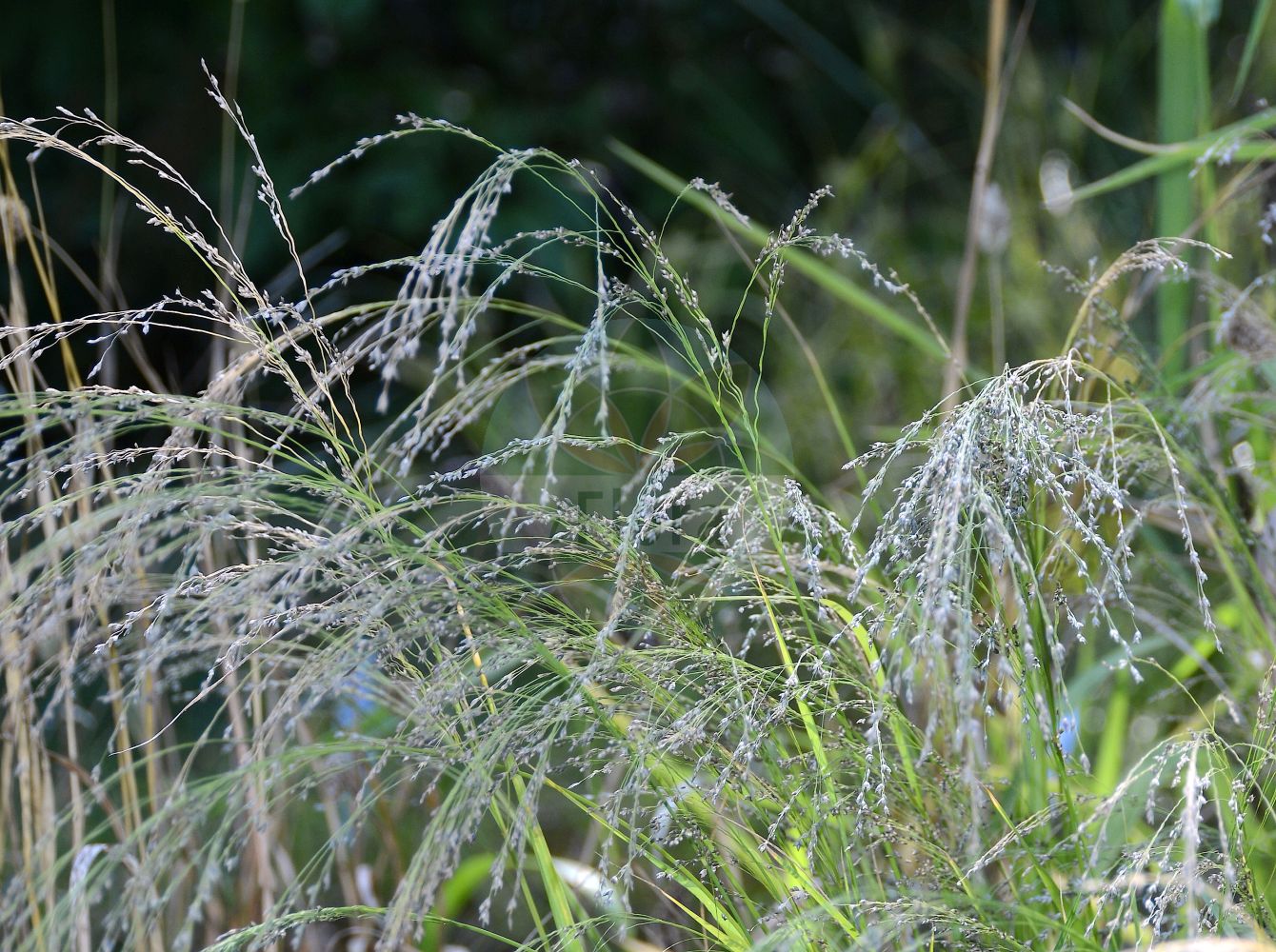 Foto von Eragrostis tef (Teff). Das Foto wurde in Nürnberg, Bayern, Deutschland aufgenommen. ---- Photo of Eragrostis tef (Teff). The picture was taken in Nuernberg, Bavaria, Germany.(Eragrostis tef,Teff,Eragrostis tef,Poa tef,Eragrostis,Liebesgras,Lovergrass,Poaceae,Süßgräser,Grass family)