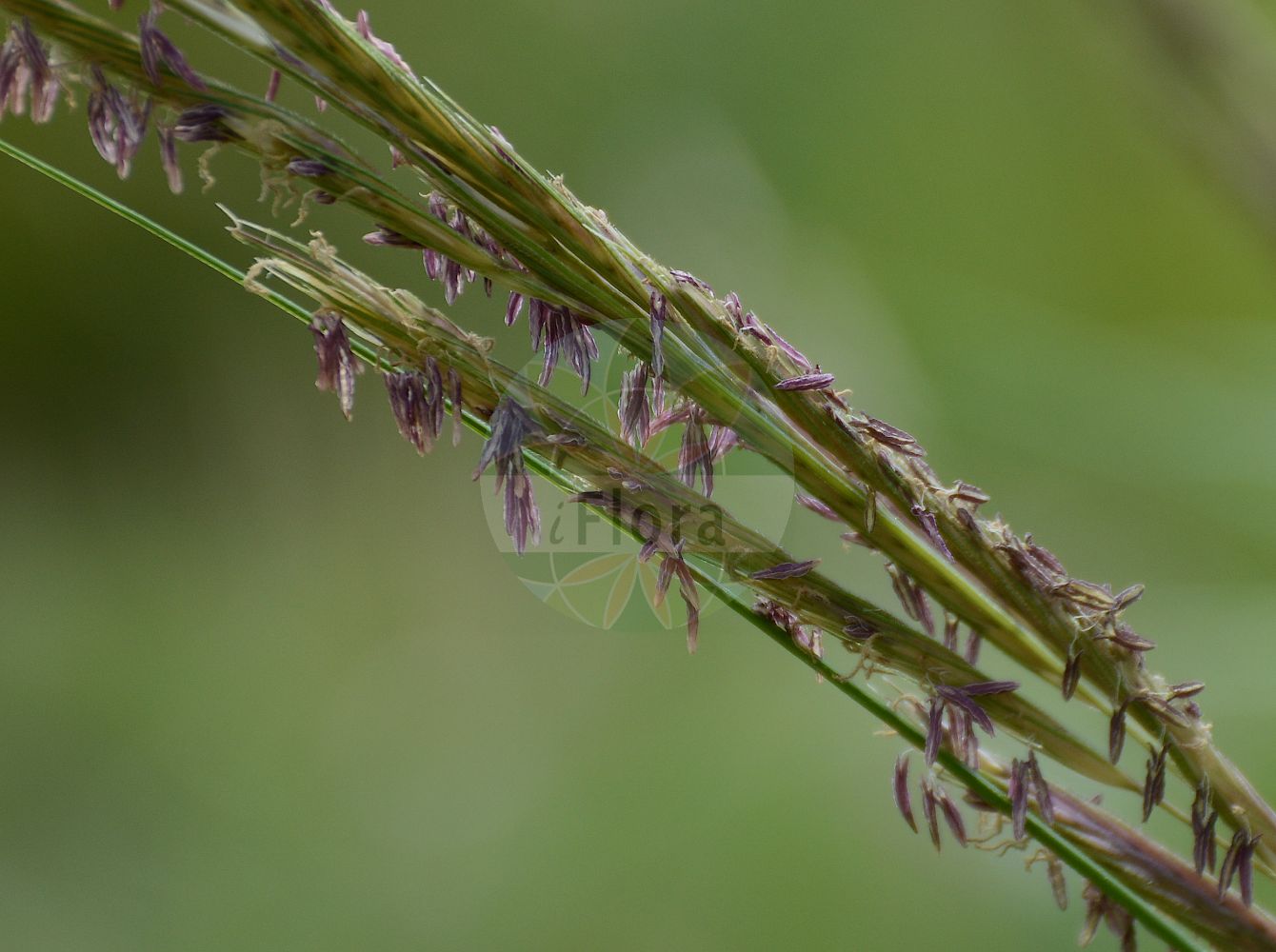 Foto von Spartina pectinata (Prairie Cord-grass). Das Foto wurde in Berlin, Deutschland aufgenommen. ---- Photo of Spartina pectinata (Prairie Cord-grass). The picture was taken in Berlin, Germany.(Spartina pectinata,Prairie Cord-grass,Spartina pectinata,Spartina,Schlickgras,Cordgrass,Poaceae,Süßgräser,Grass family)